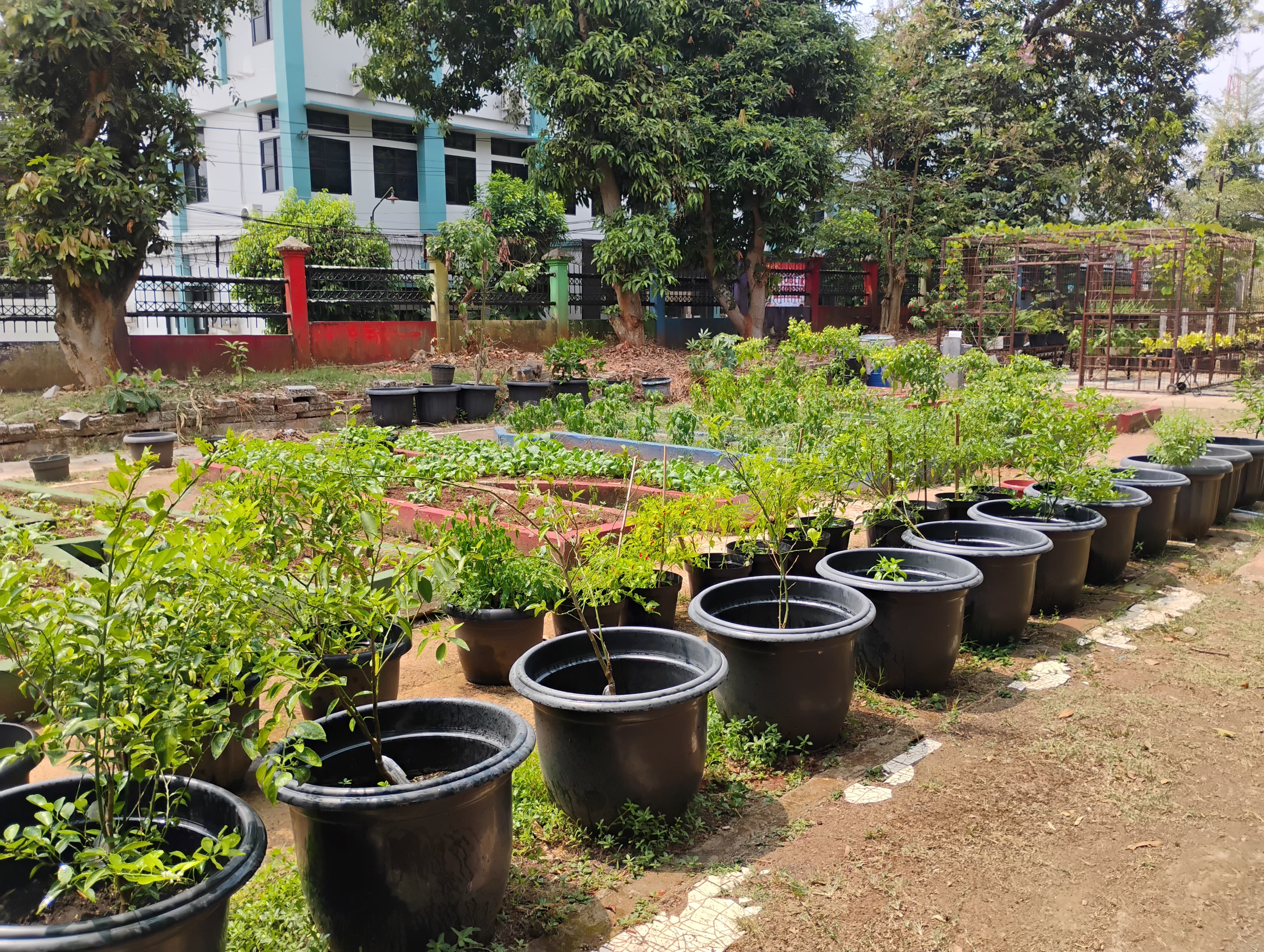 Lahan Urban Farming SMAN 109 Jakarta - Gambar 176