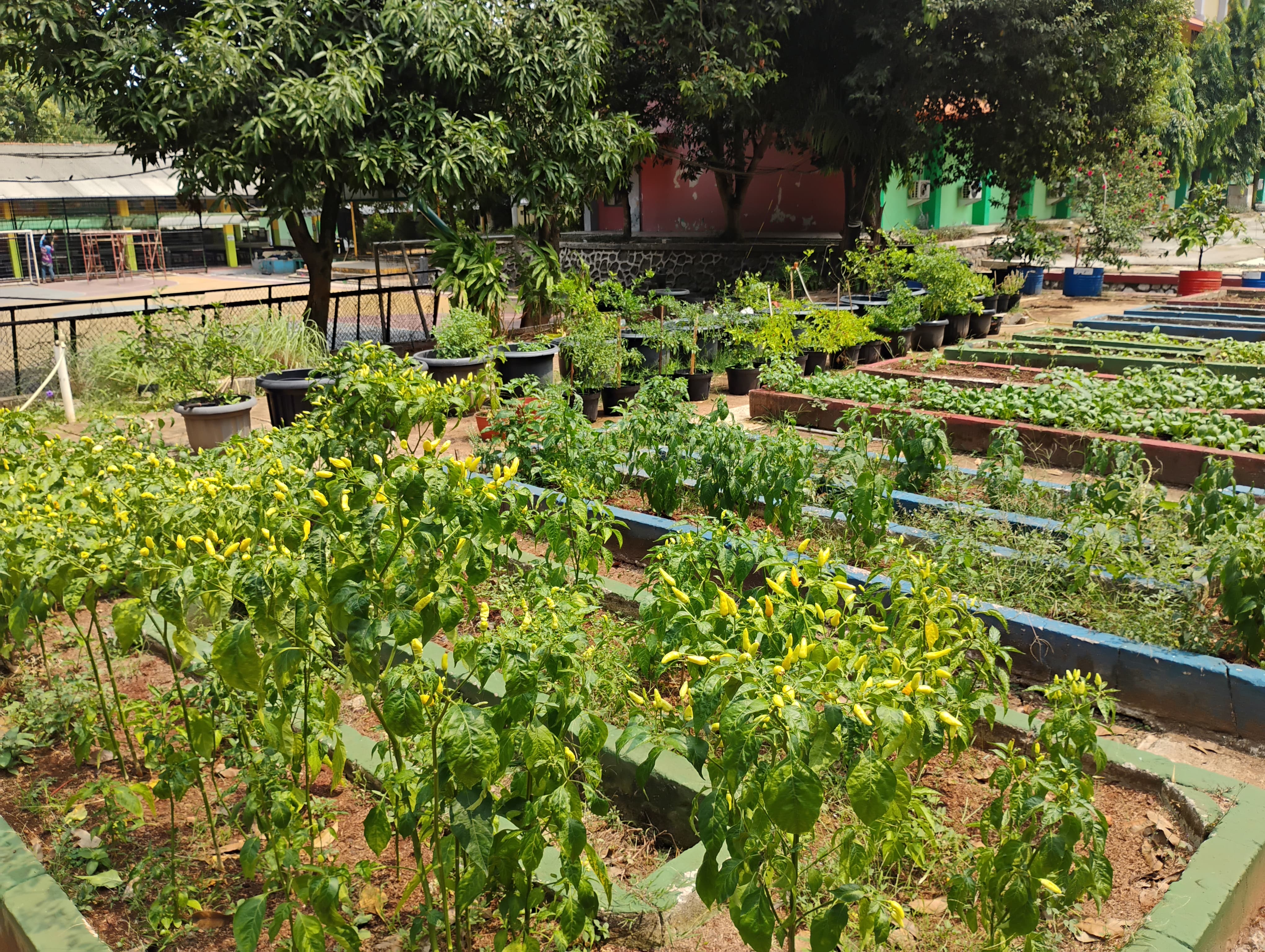 Lahan Urban Farming SMAN 109 Jakarta - Gambar 174