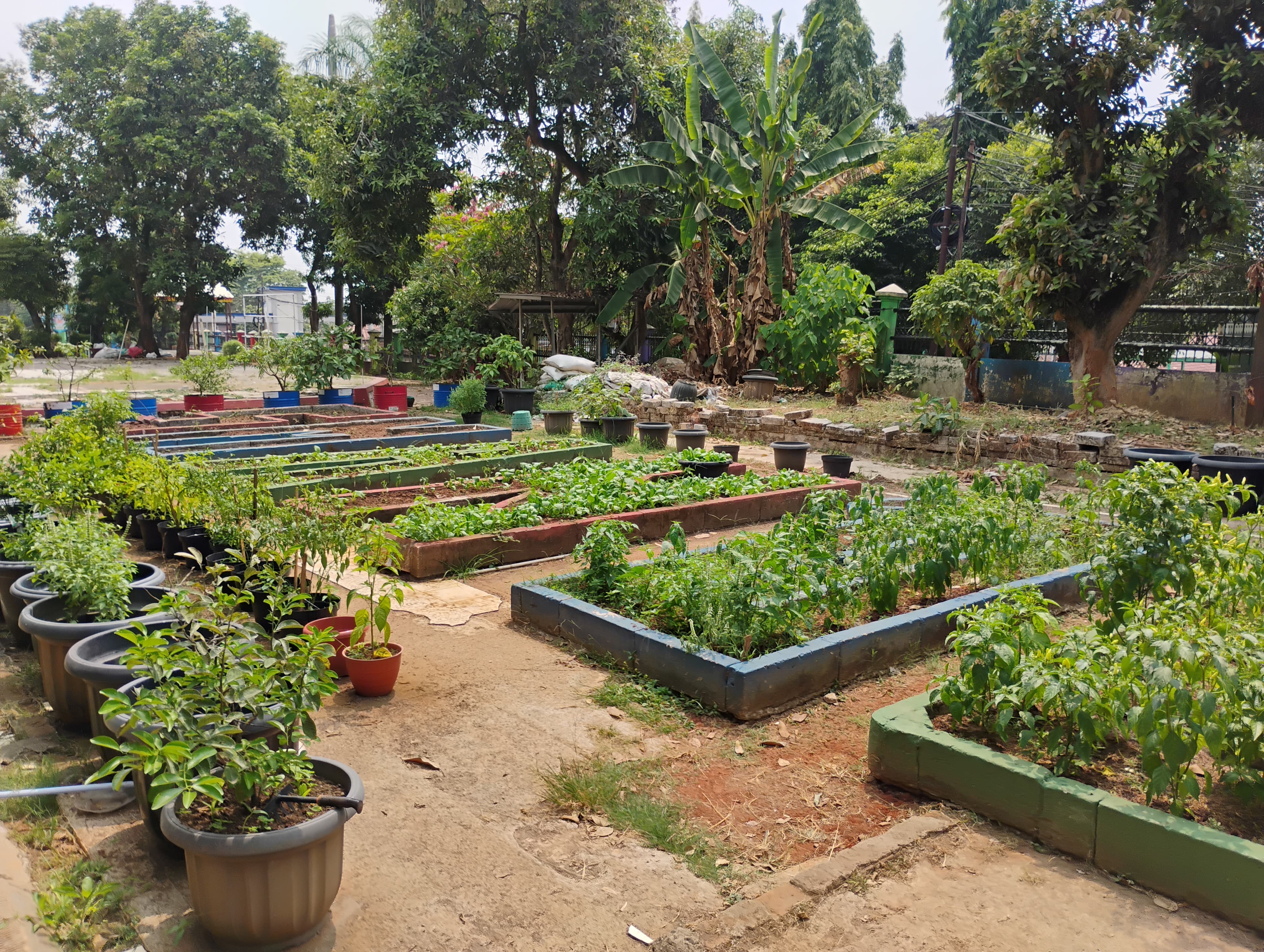 Lahan Urban Farming SMAN 109 Jakarta - Gambar 173