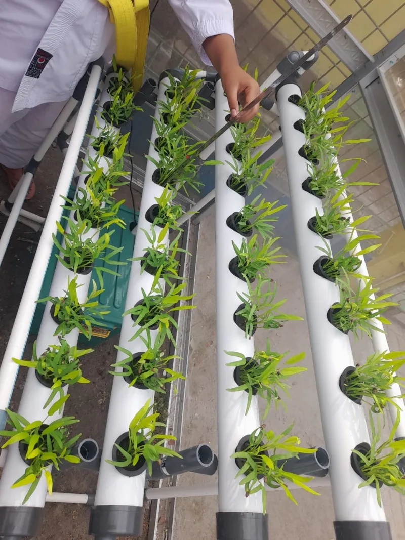 Lahan Urban Farming SDN Cipulir 03 - Gambar 53
