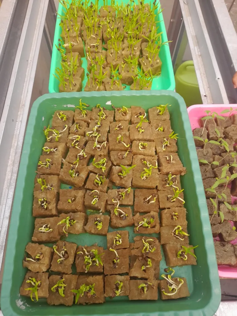 Lahan Urban Farming SDN Cipulir 03 - Gambar 51