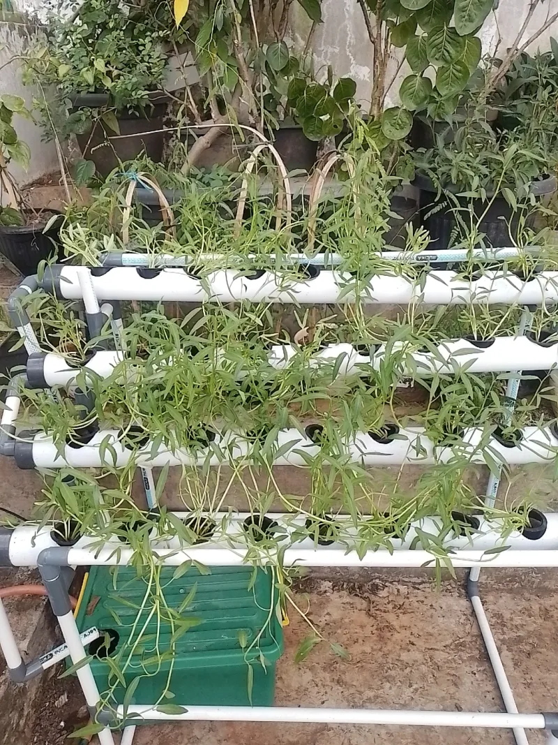 Lahan Urban Farming SMAN 63 Jakarta - Gambar 57