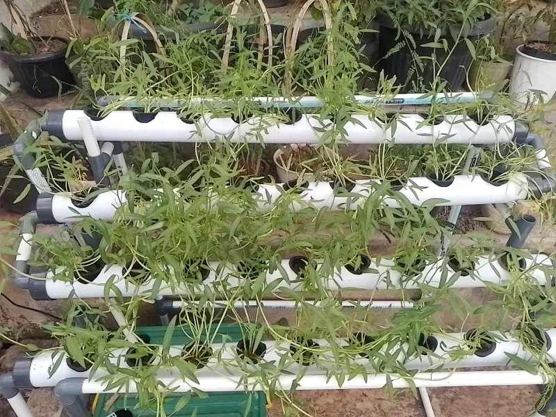 Lahan Urban Farming SMAN 63 Jakarta - Gambar 56