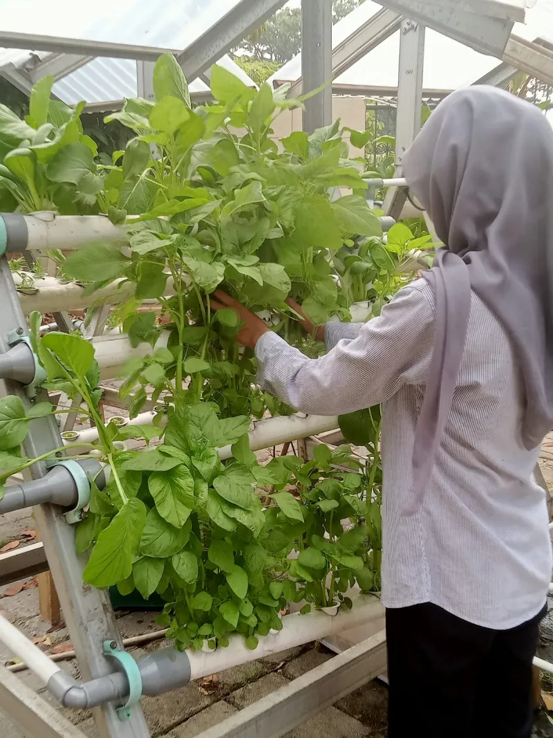 Lahan Urban Farming SMKN 59 Jakarta - Gambar 157