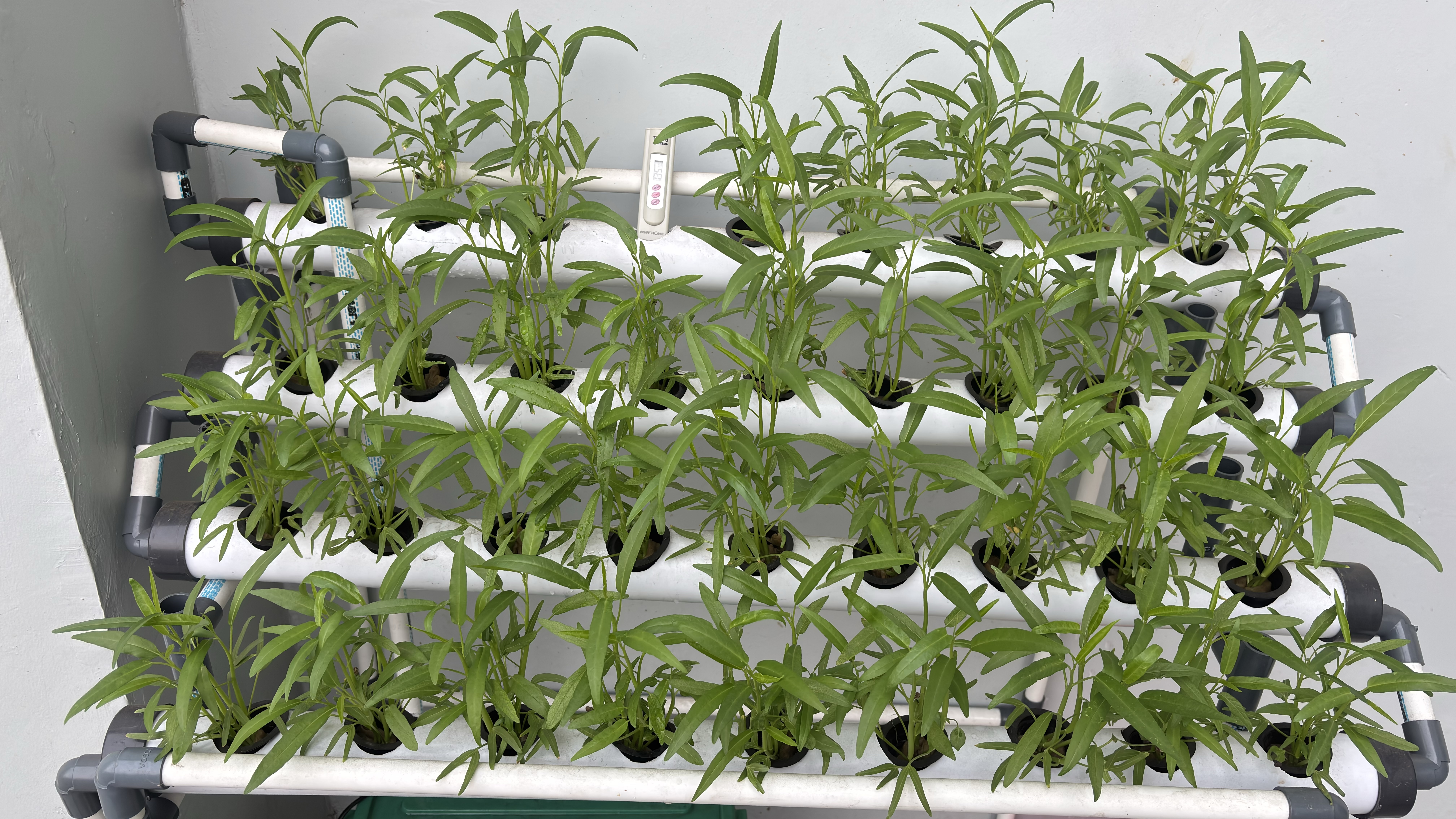 Lahan Urban Farming SMAN 116 Jakarta - Gambar 92