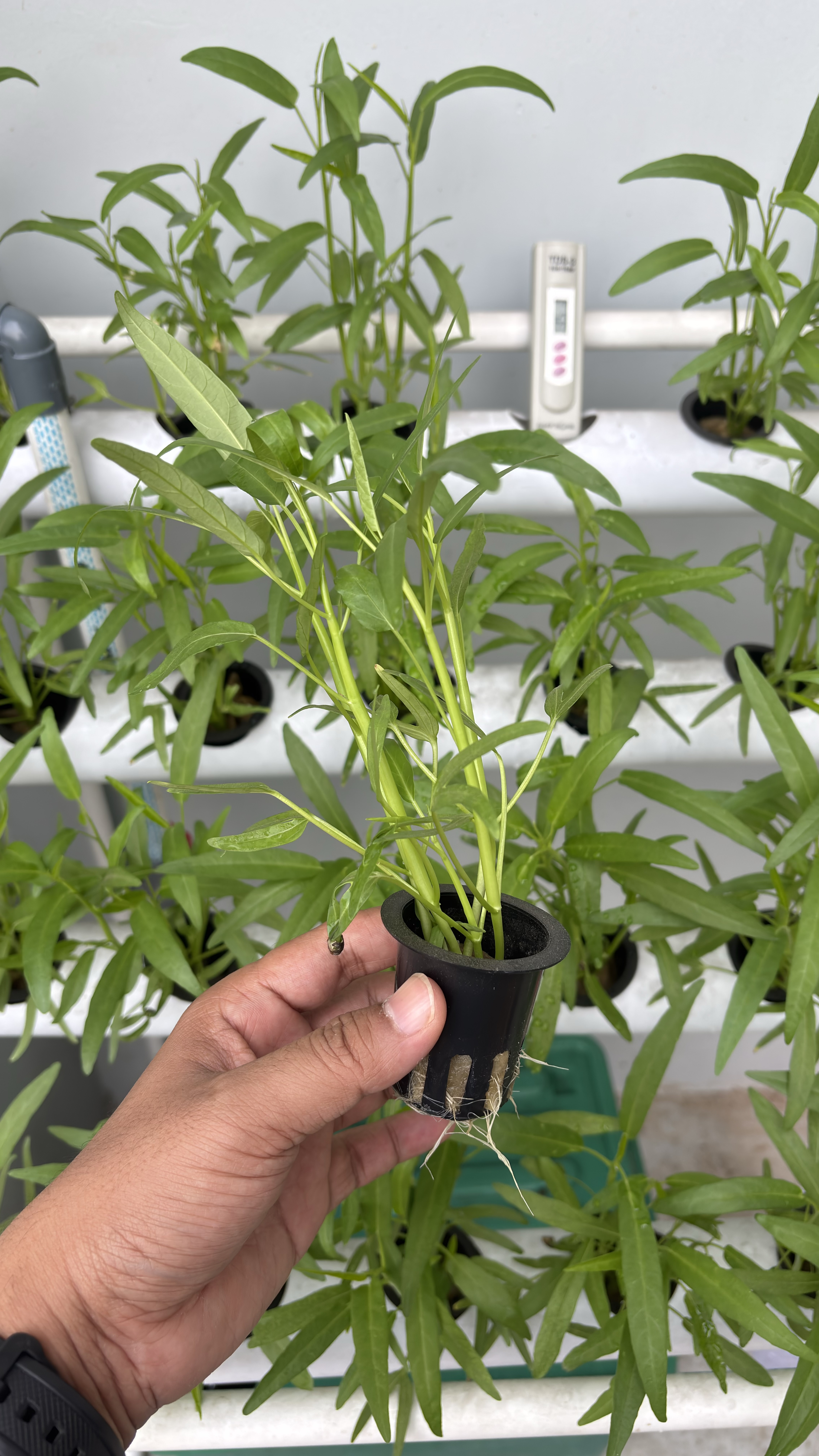 Lahan Urban Farming SMAN 116 Jakarta - Gambar 91