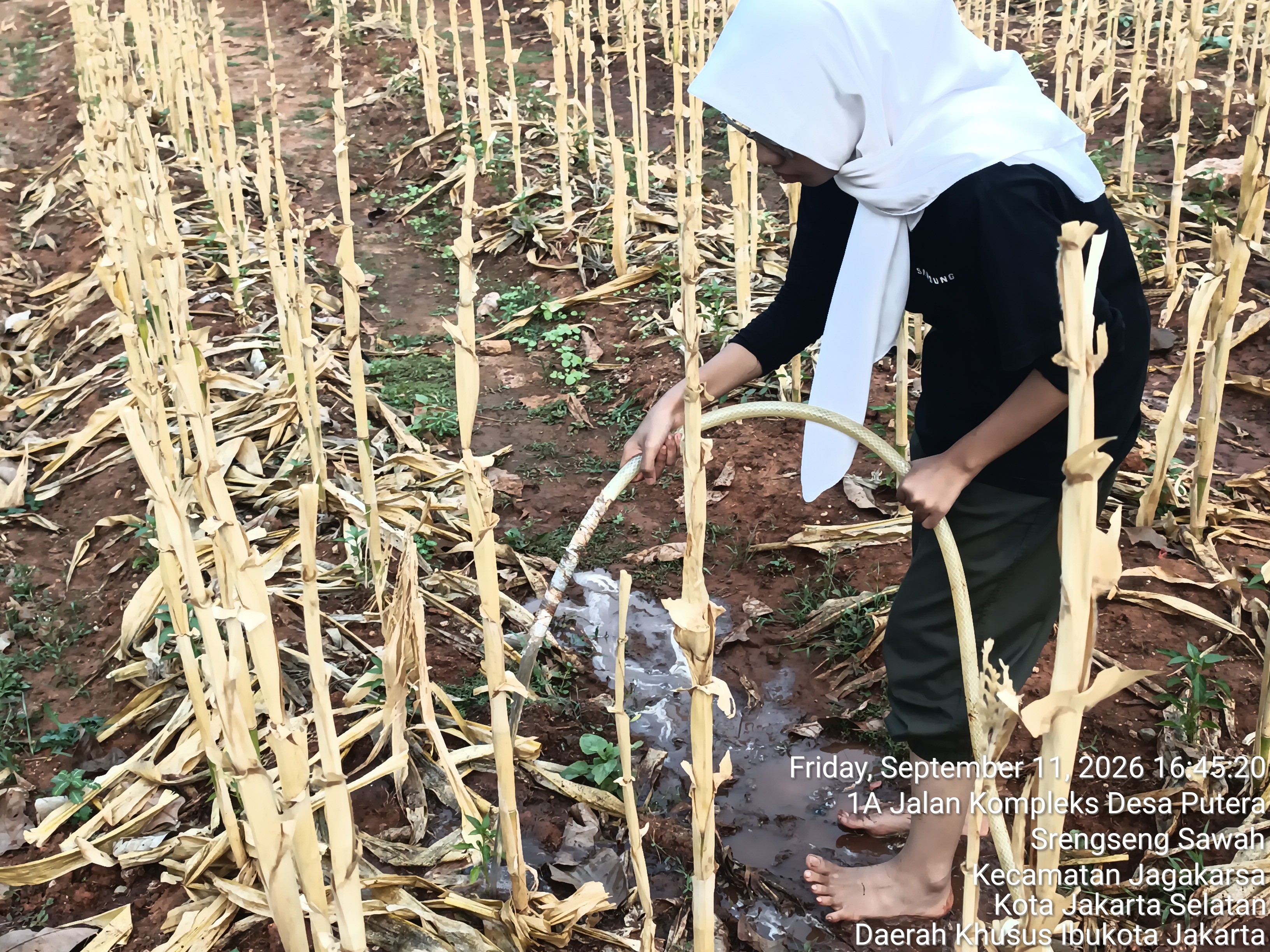 KEBUN SMKN 74 JAGAKARSA JAKARTA SELATAN - Gambar 192