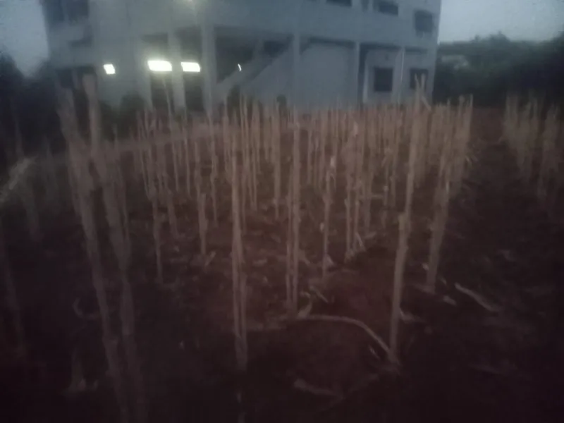 KEBUN SMKN 74 JAGAKARSA JAKARTA SELATAN - Gambar 186