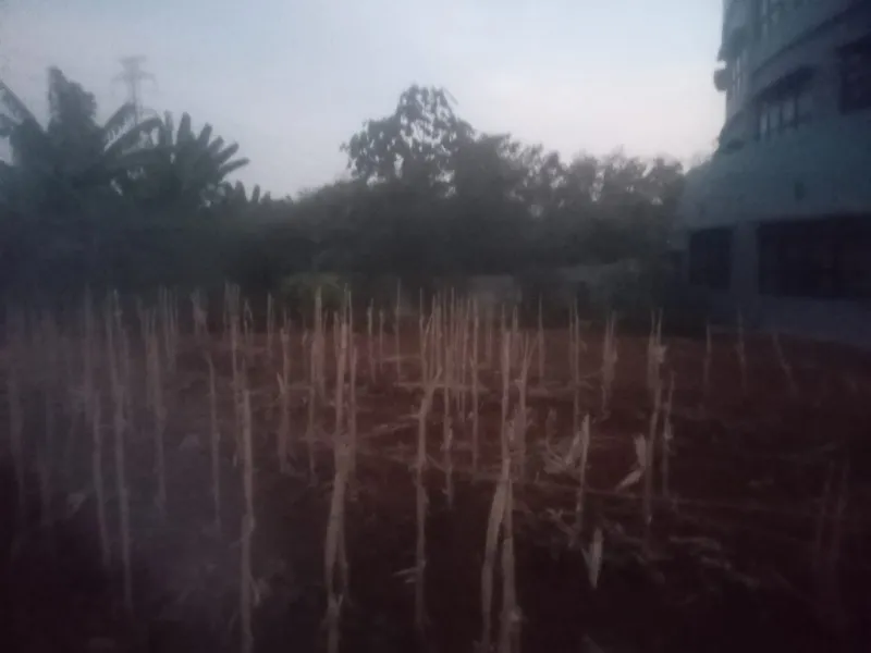 KEBUN SMKN 74 JAGAKARSA JAKARTA SELATAN - Gambar 188