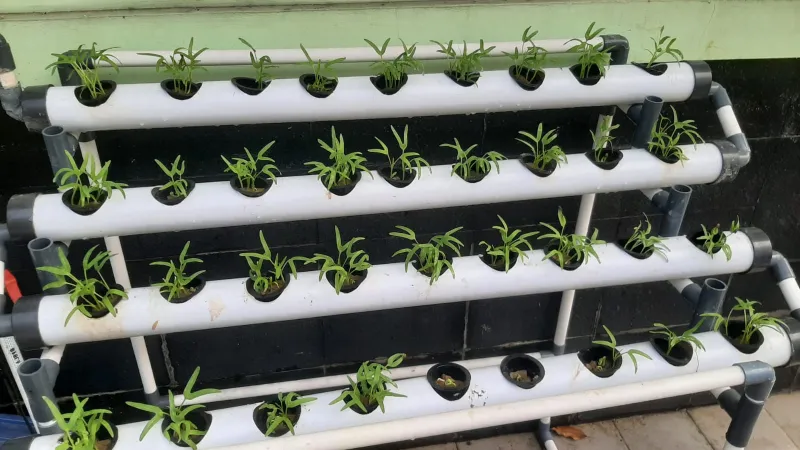 Lahan Urban Farming SMKN 20 Jakarta - Gambar 81
