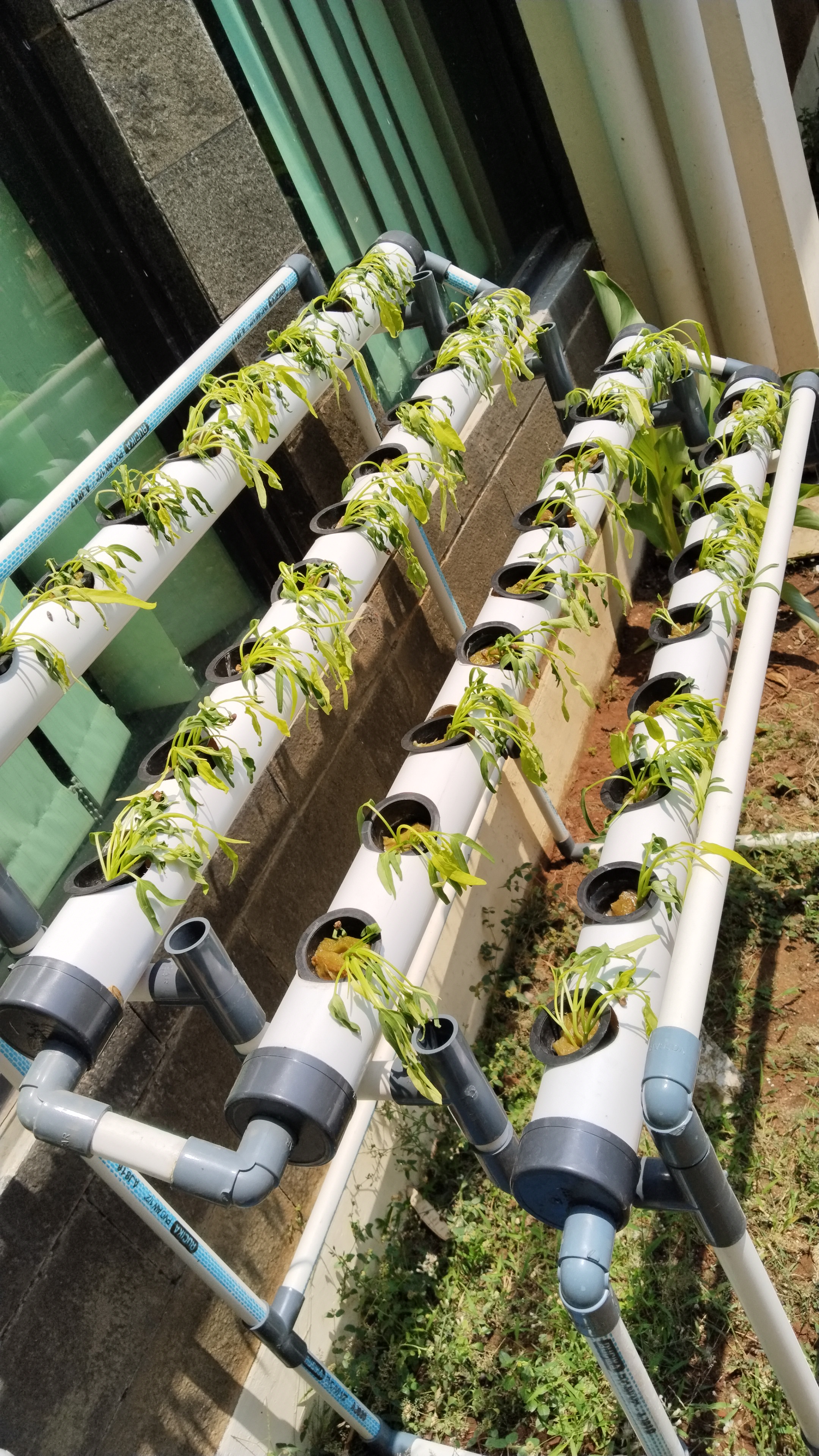 Lahan Urban Farming SMKN 62 Jakarta - Gambar 41