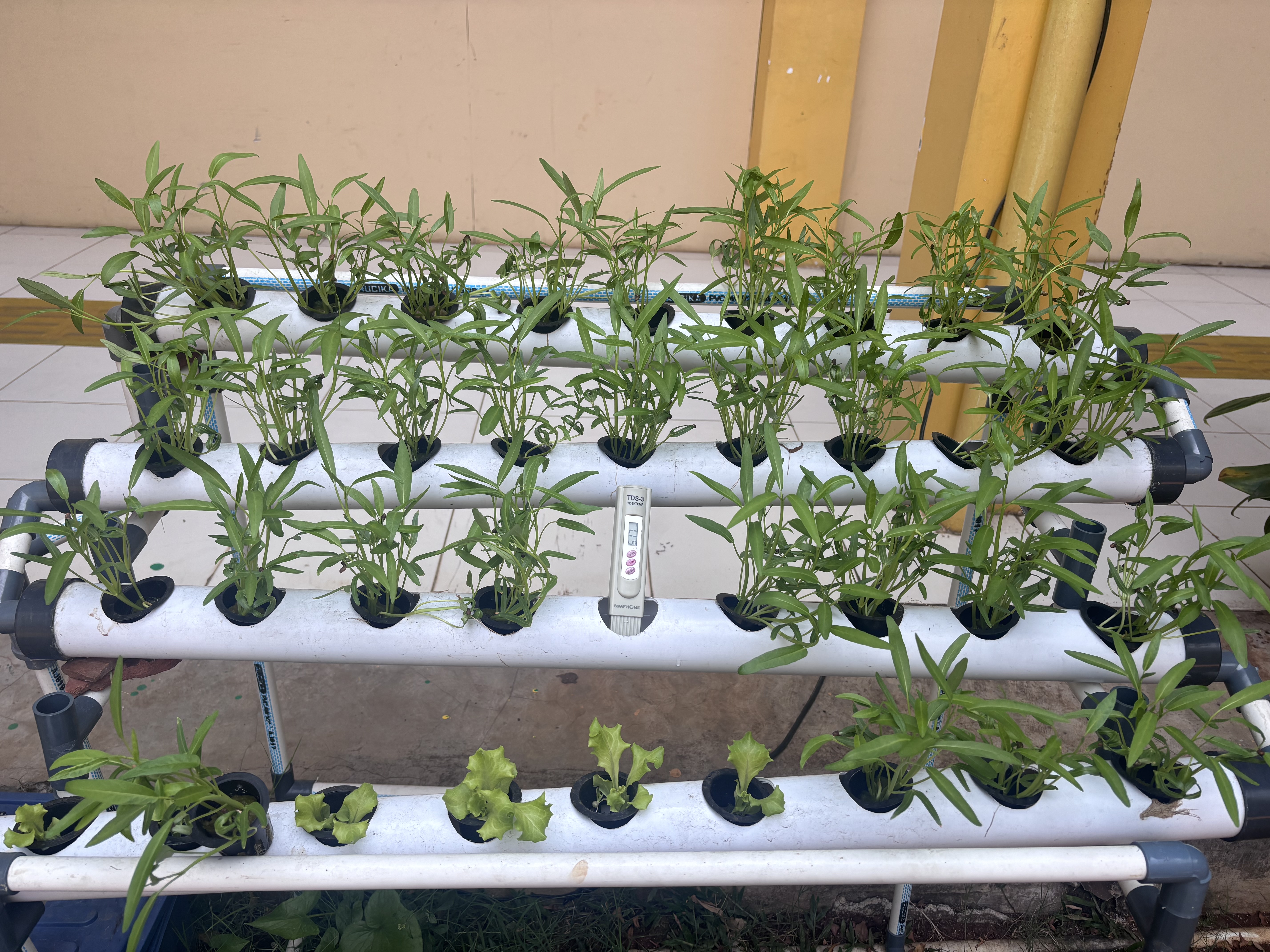 Lahan Urban Farming SLB A Pembina Tingkat Nasional - Gambar 80