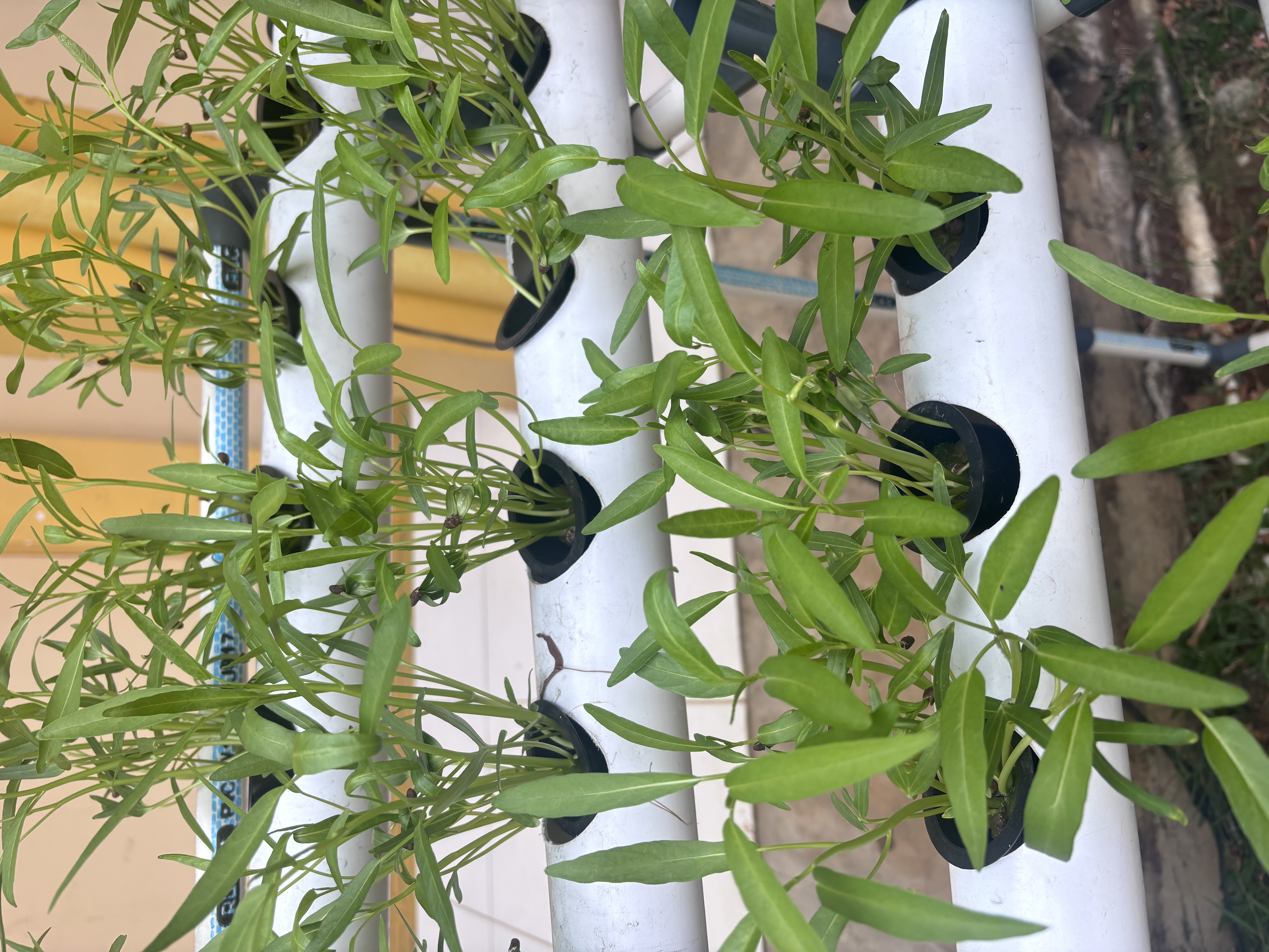 Lahan Urban Farming SLB A Pembina Tingkat Nasional - Gambar 81