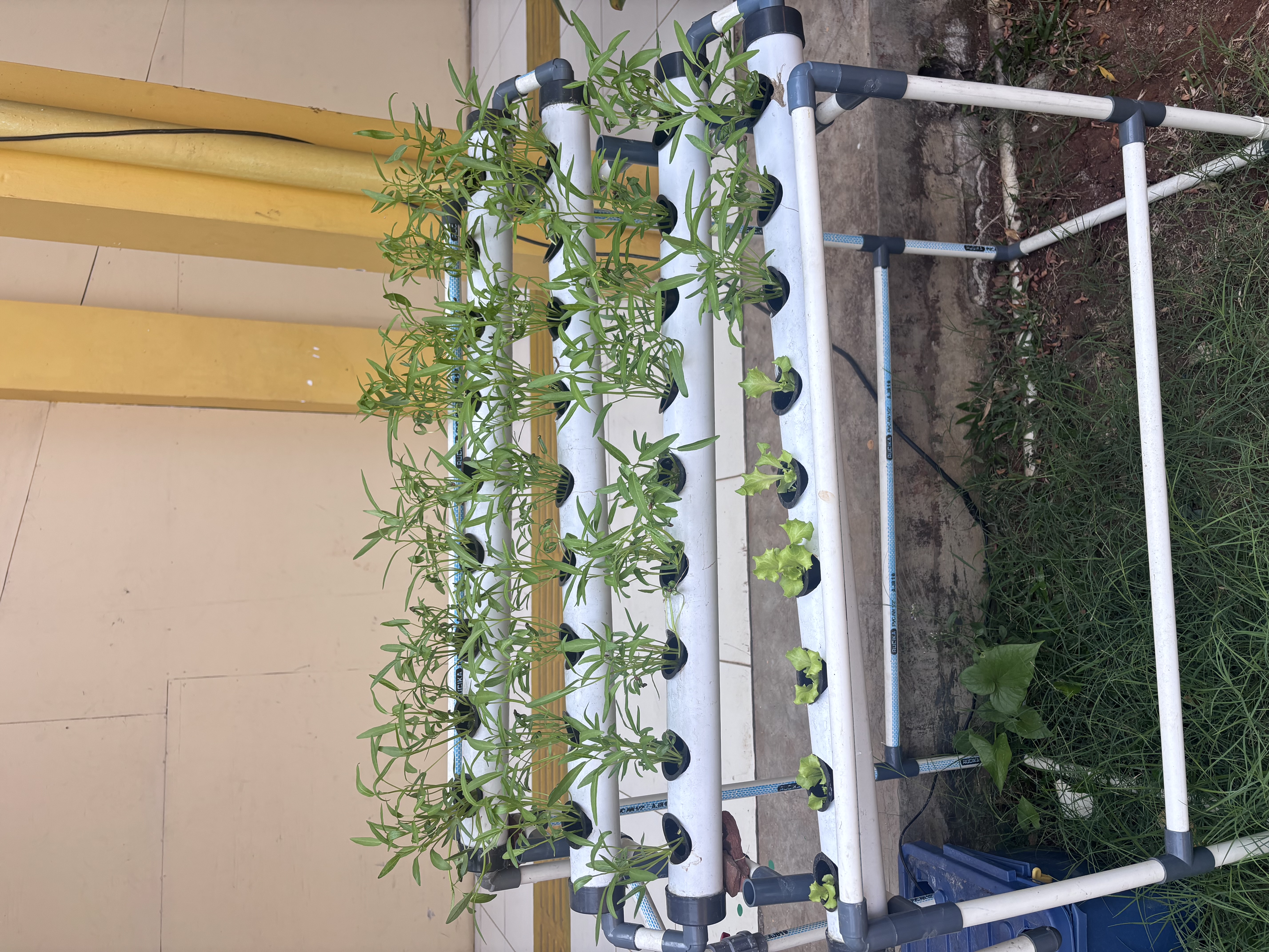 Lahan Urban Farming SLB A Pembina Tingkat Nasional - Gambar 82
