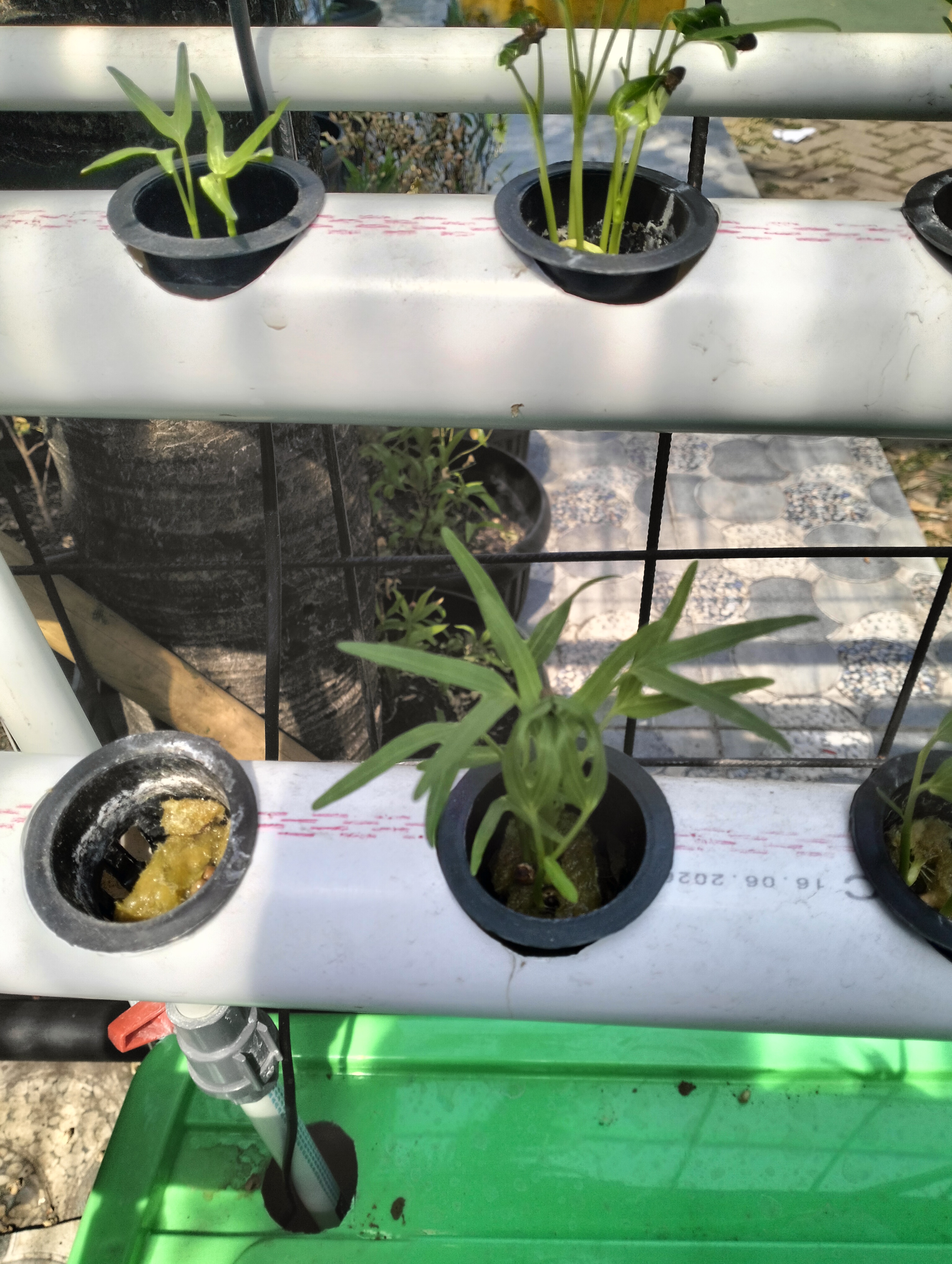 Lahan Urban Farming SDN Lenteng Agung 07 Jakarta - Gambar 73