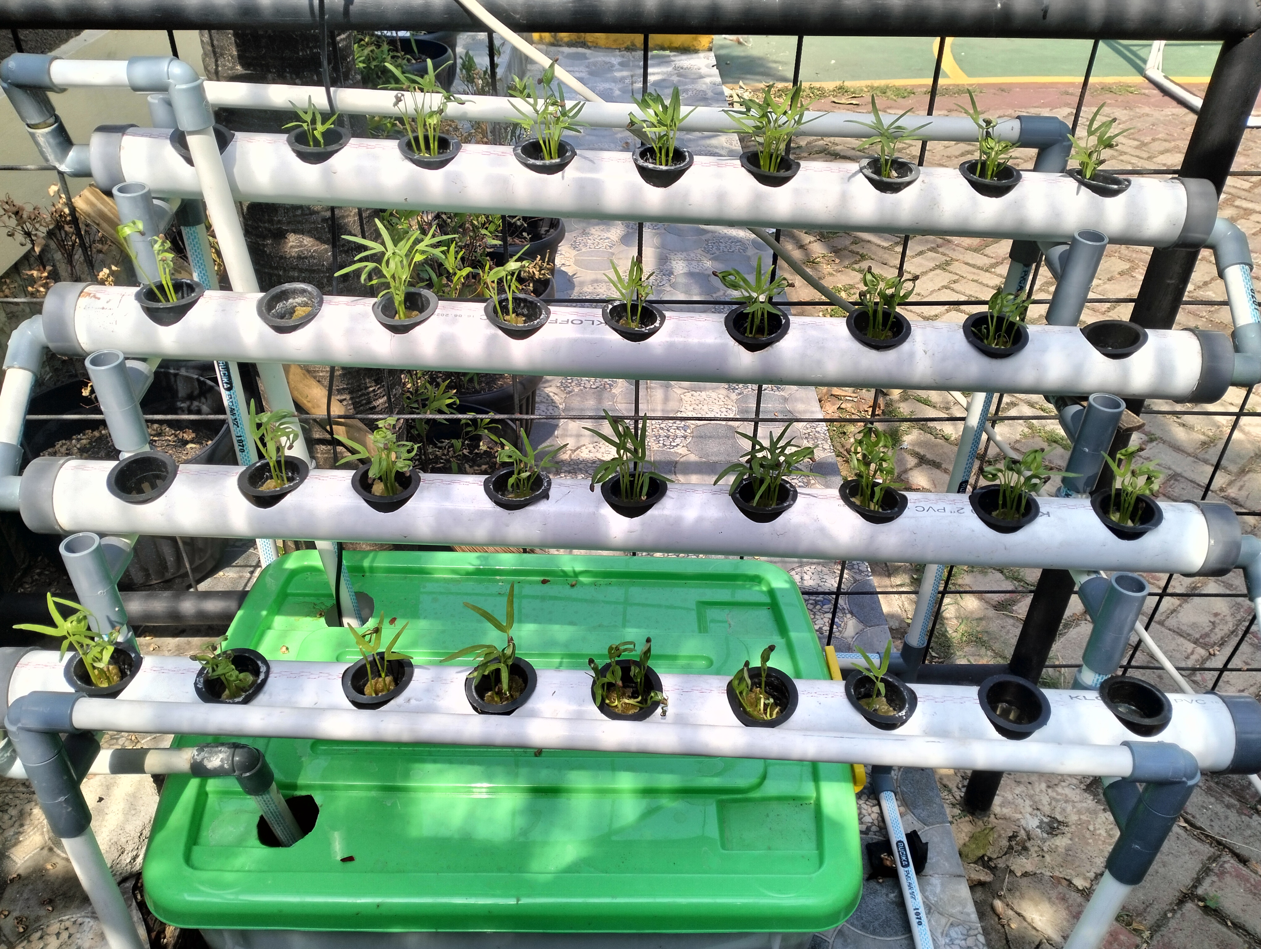 Lahan Urban Farming SDN Lenteng Agung 07 Jakarta - Gambar 74