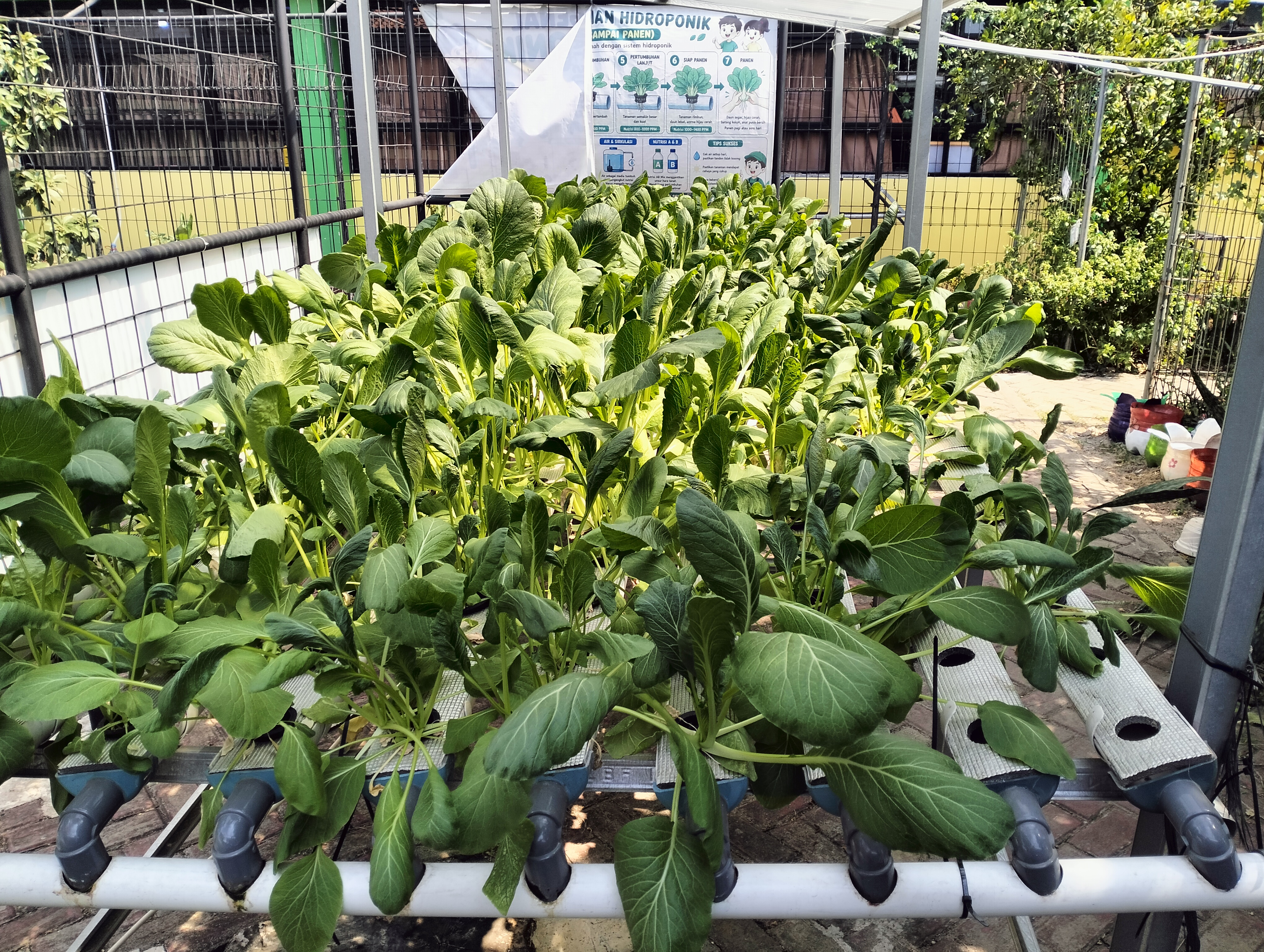 Lahan Urban Farming SDN Lenteng Agung 07 Jakarta - Gambar 72