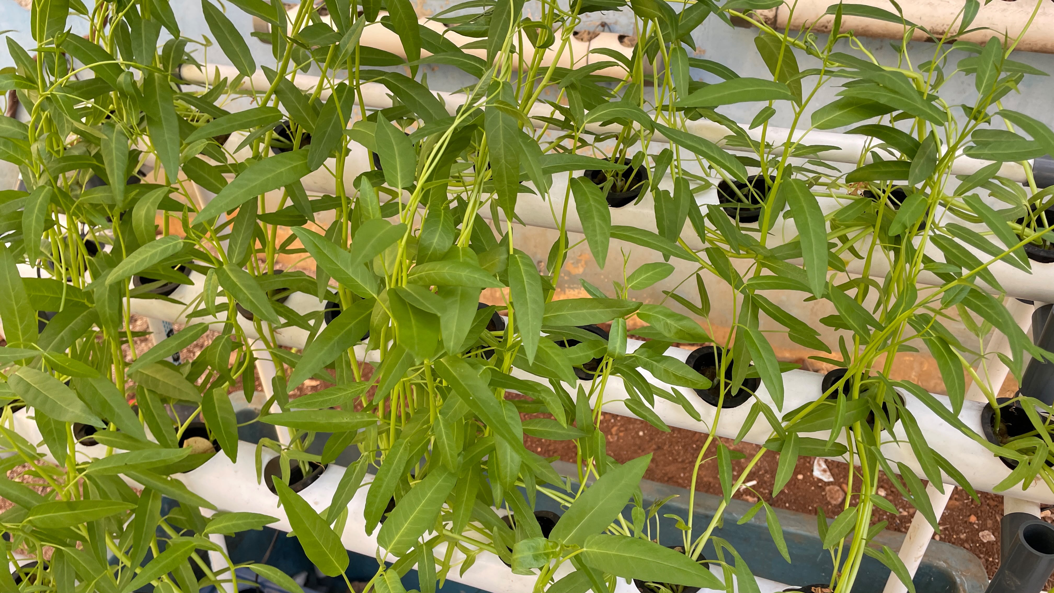 Lahan Urban Farming SLBN 01 Lebak Bulus - Gambar 43