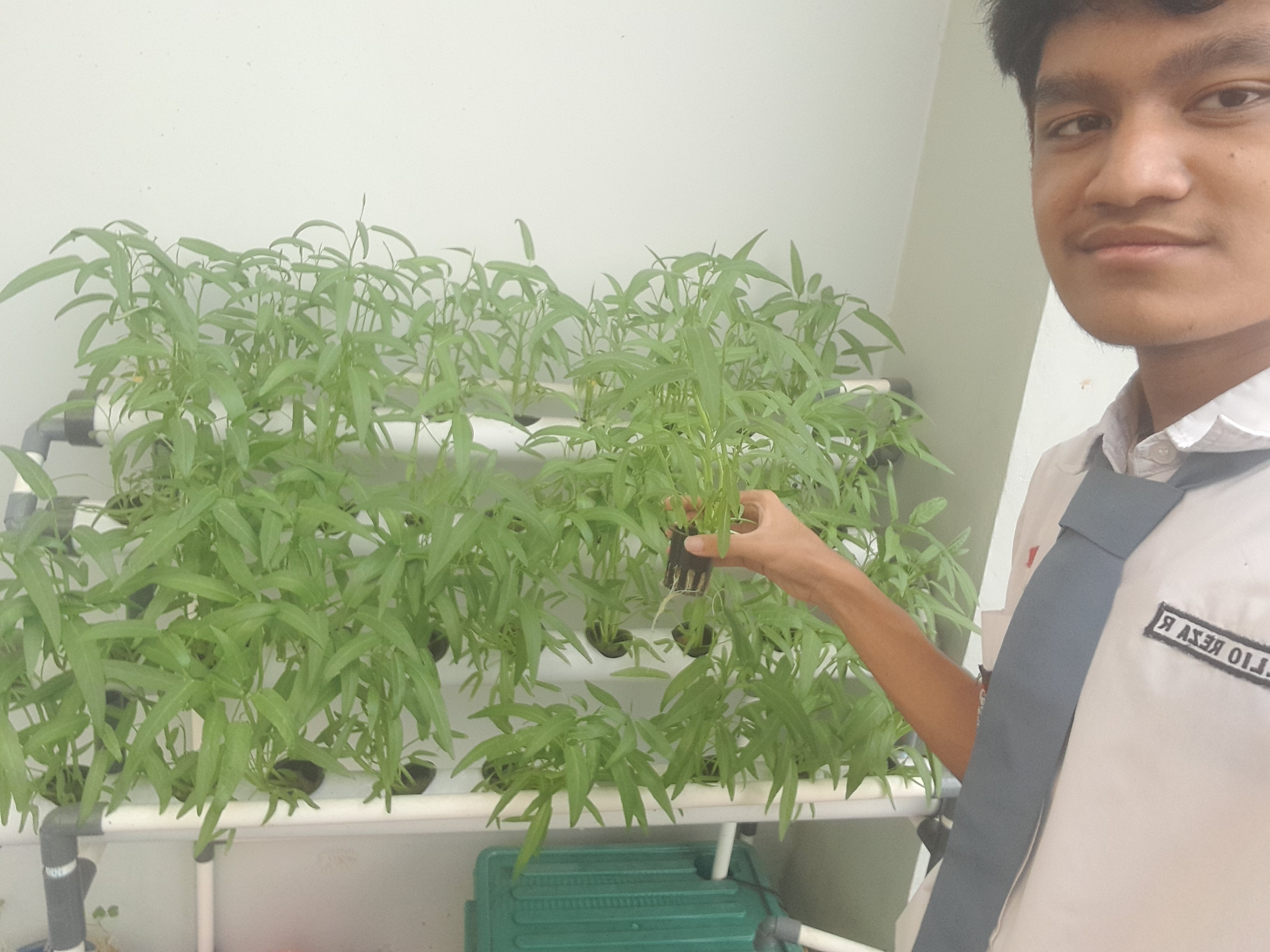 Lahan Urban Farming SMAN 116 Jakarta - Gambar 89