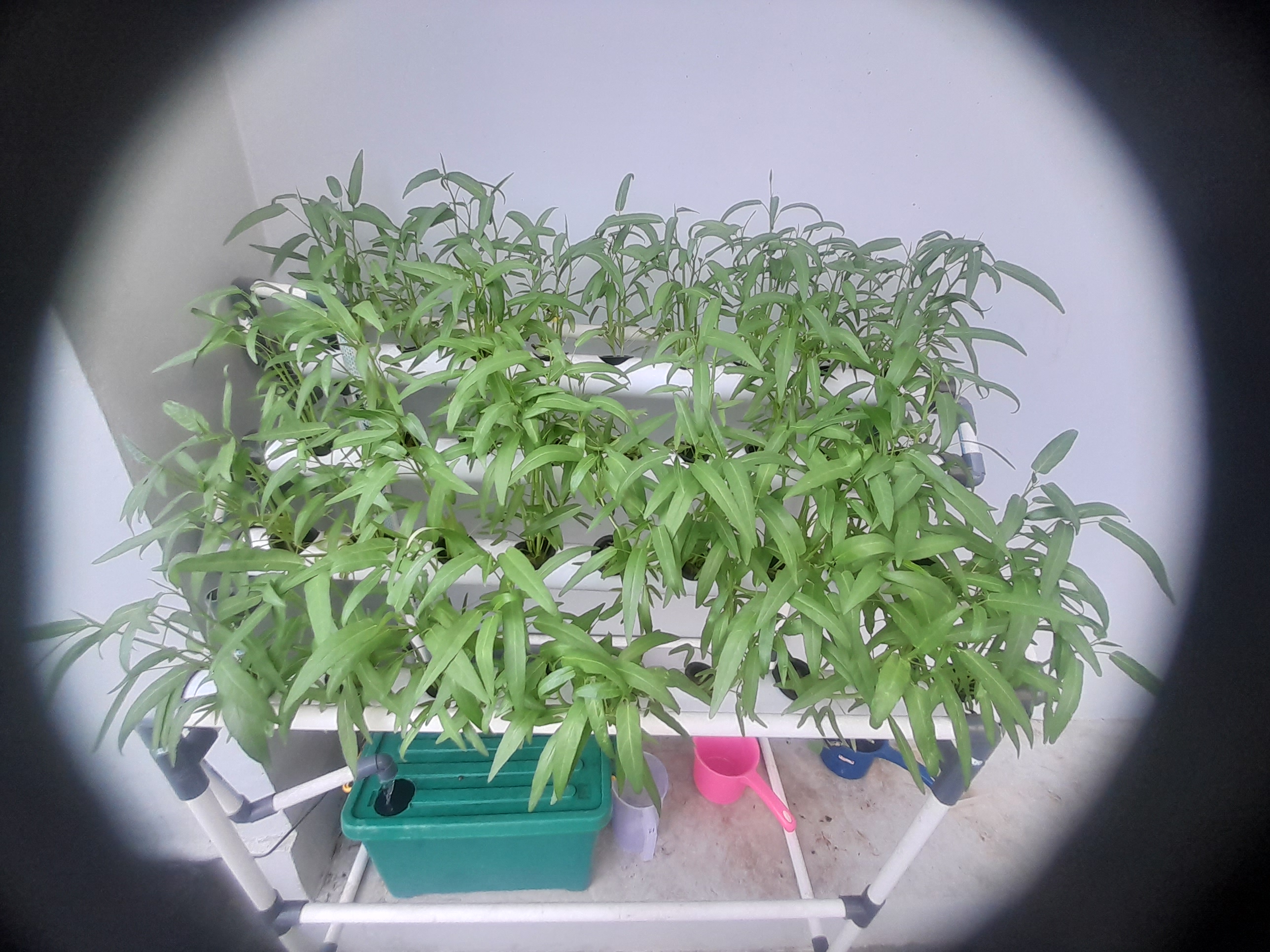 Lahan Urban Farming SMAN 116 Jakarta - Gambar 88