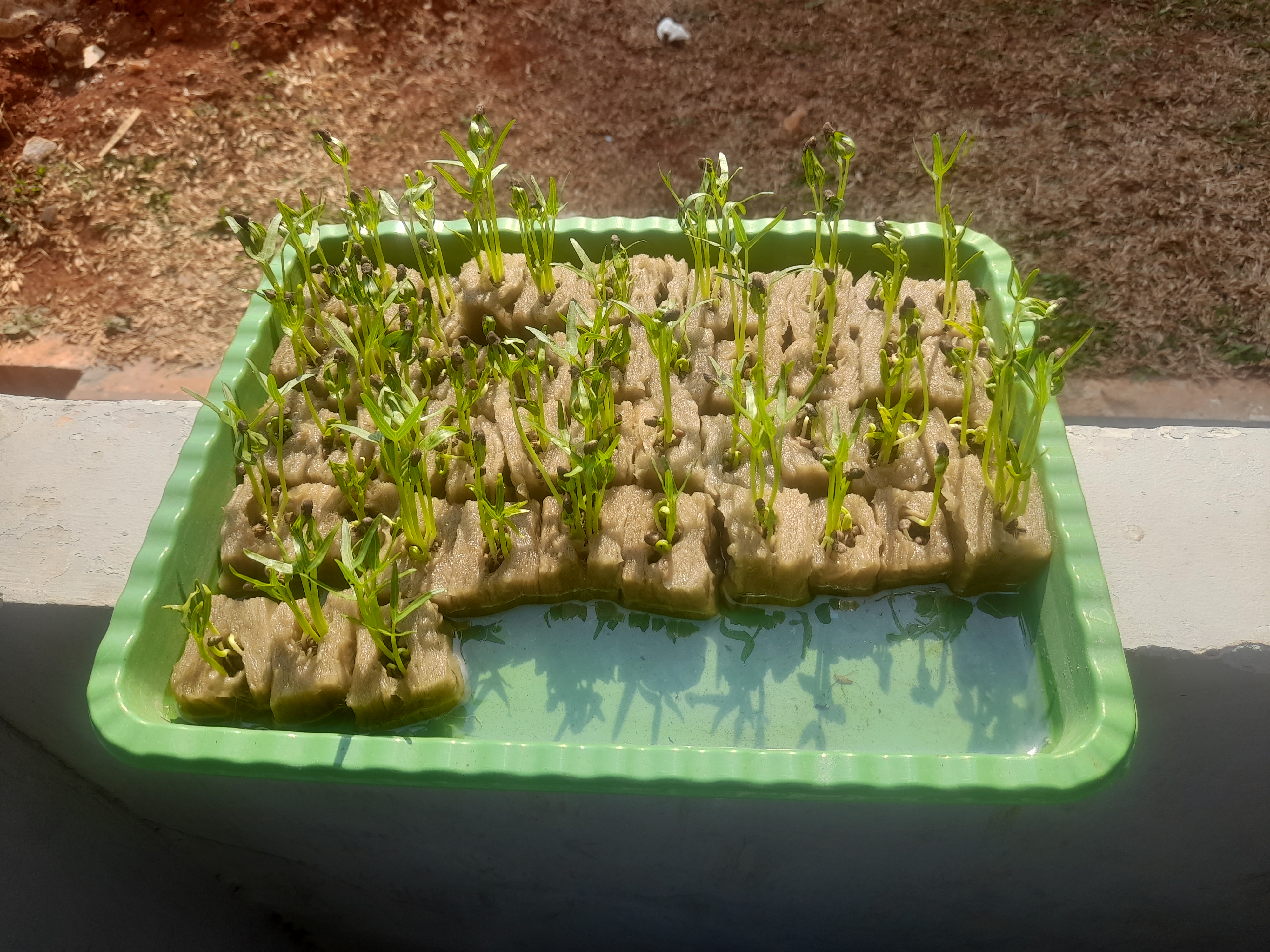 Lahan Urban Farming SMAN 116 Jakarta - Gambar 87