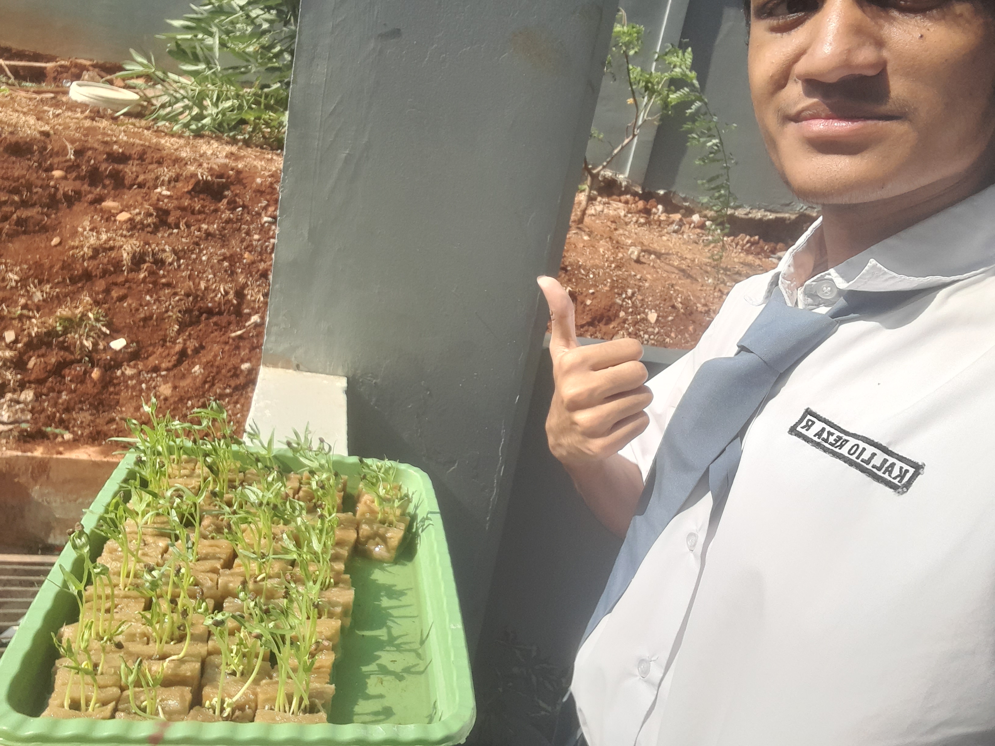 Lahan Urban Farming SMAN 116 Jakarta - Gambar 86
