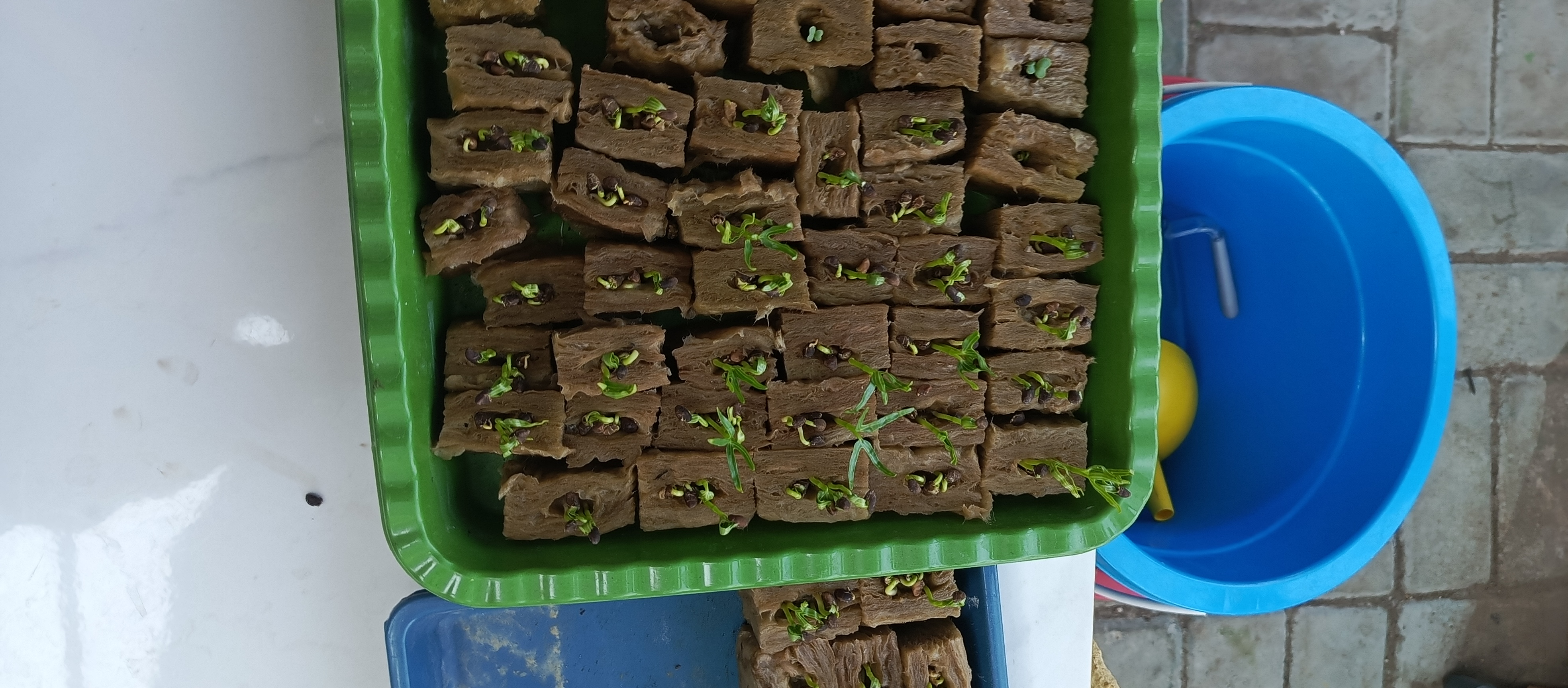 Lahan Urban Farming SMKN 43 Jakarta - Gambar 142