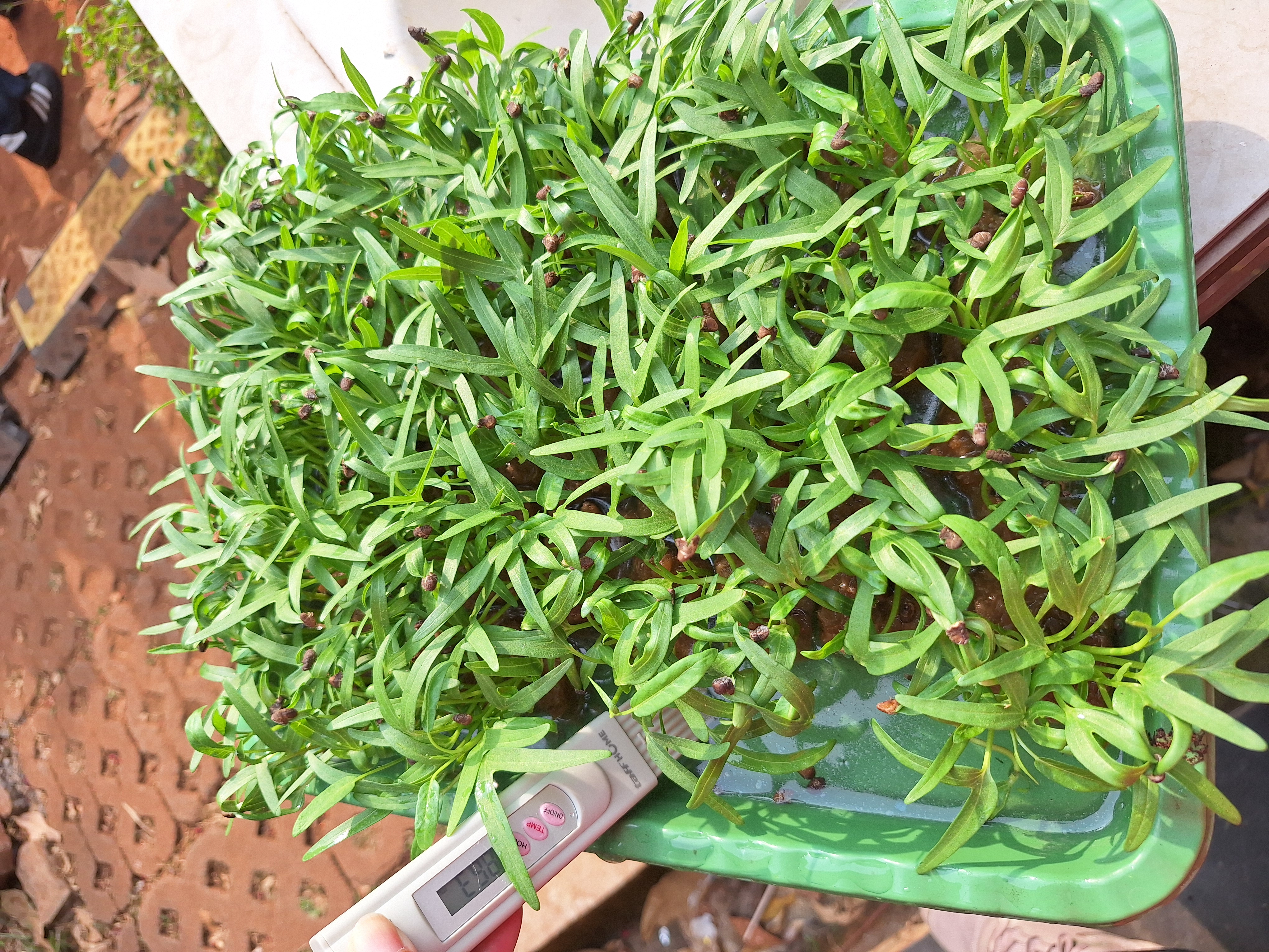 Lahan Urban Farming SMAN 34 Jakarta - Gambar 46