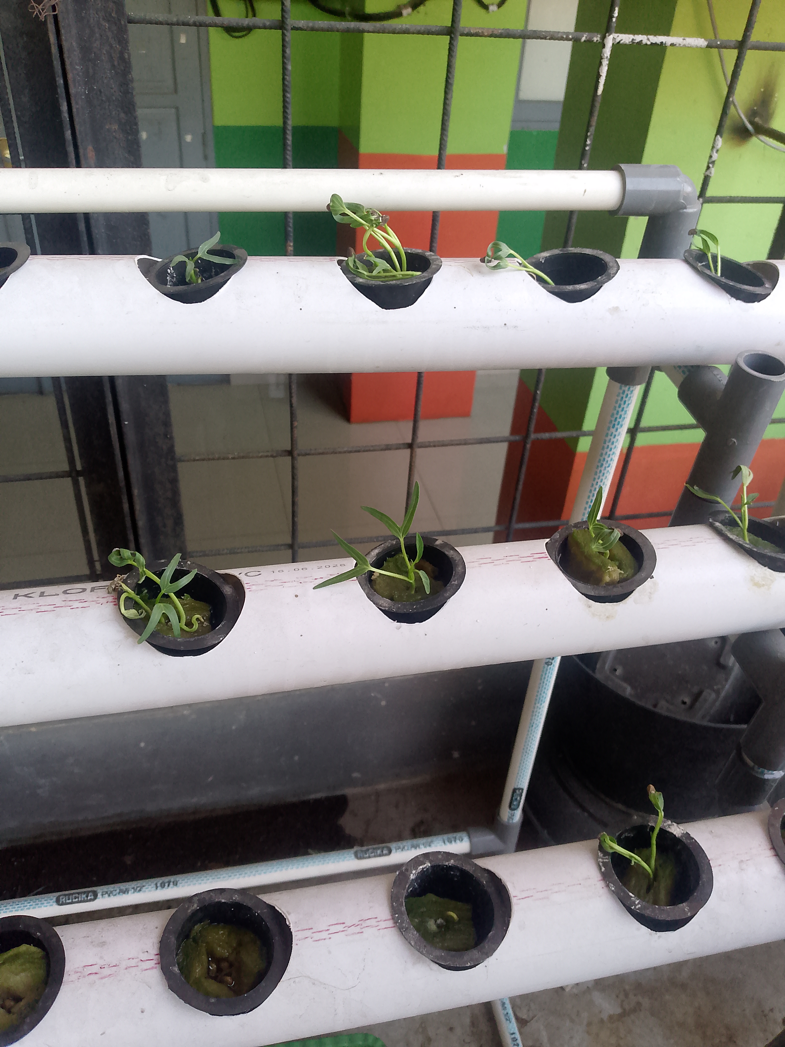 Lahan Urban Farming SMKN 41 Jakarta - Gambar 38