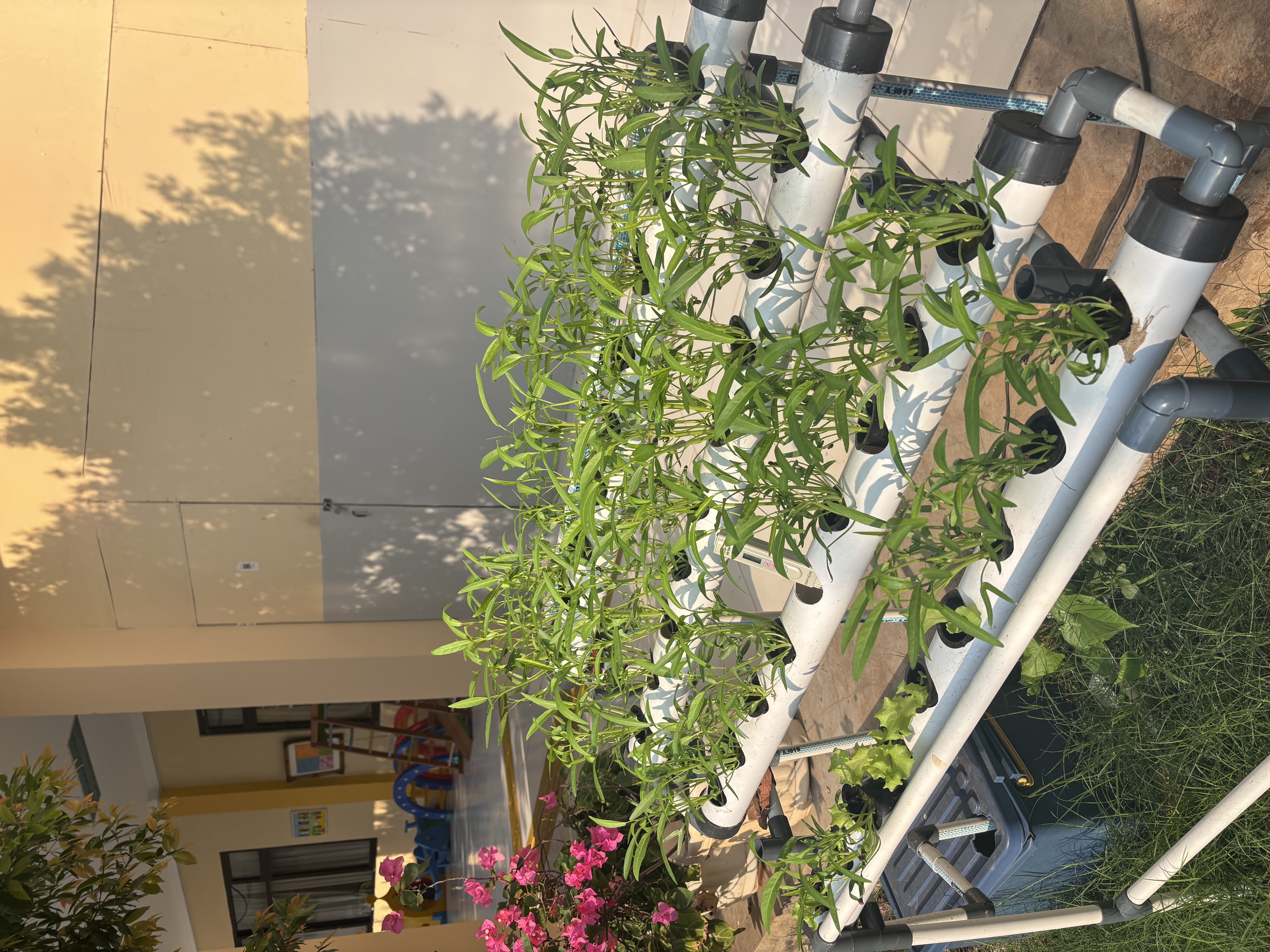Lahan Urban Farming SLB A Pembina Tingkat Nasional - Gambar 79