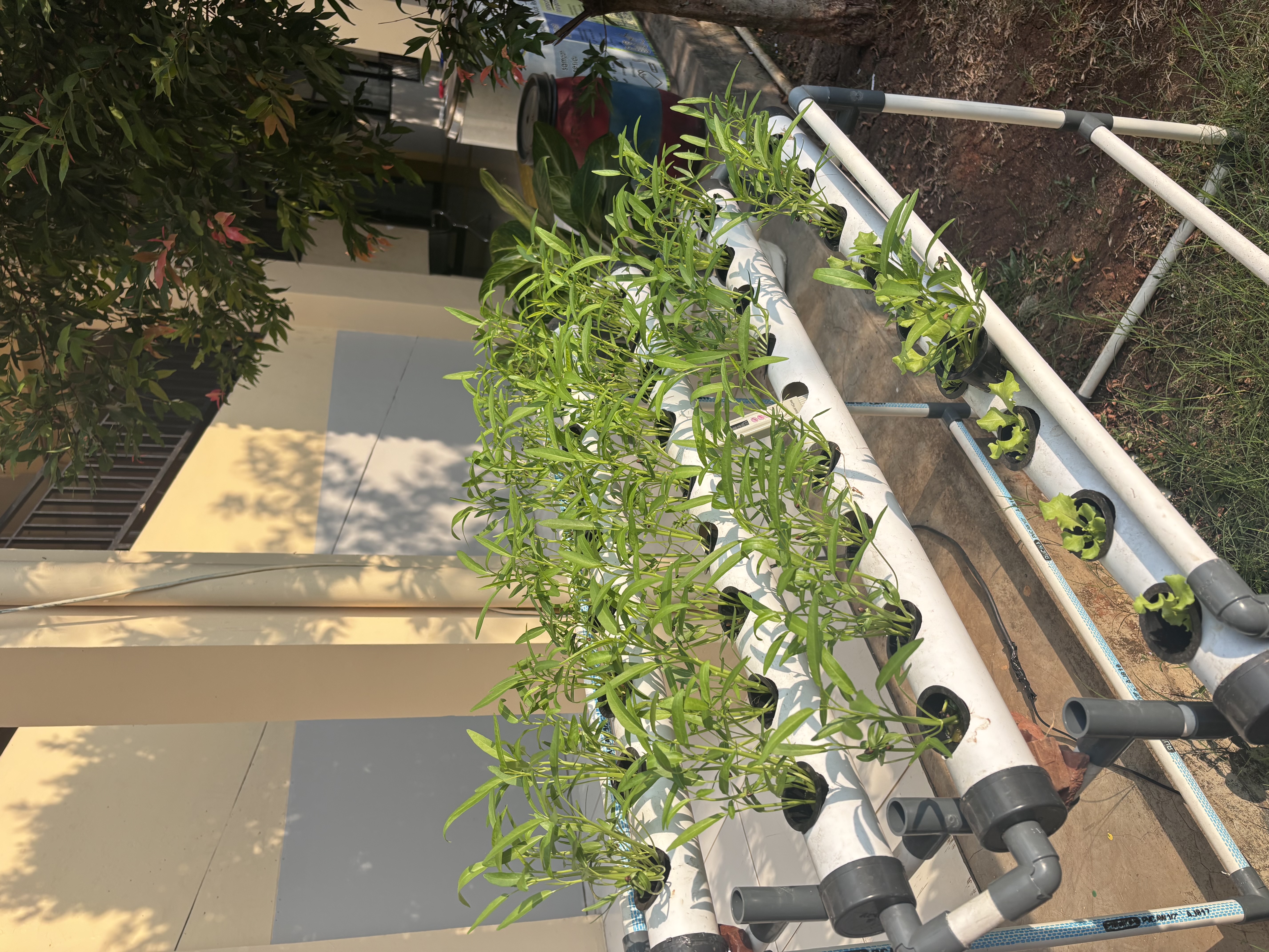 Lahan Urban Farming SLB A Pembina Tingkat Nasional - Gambar 78