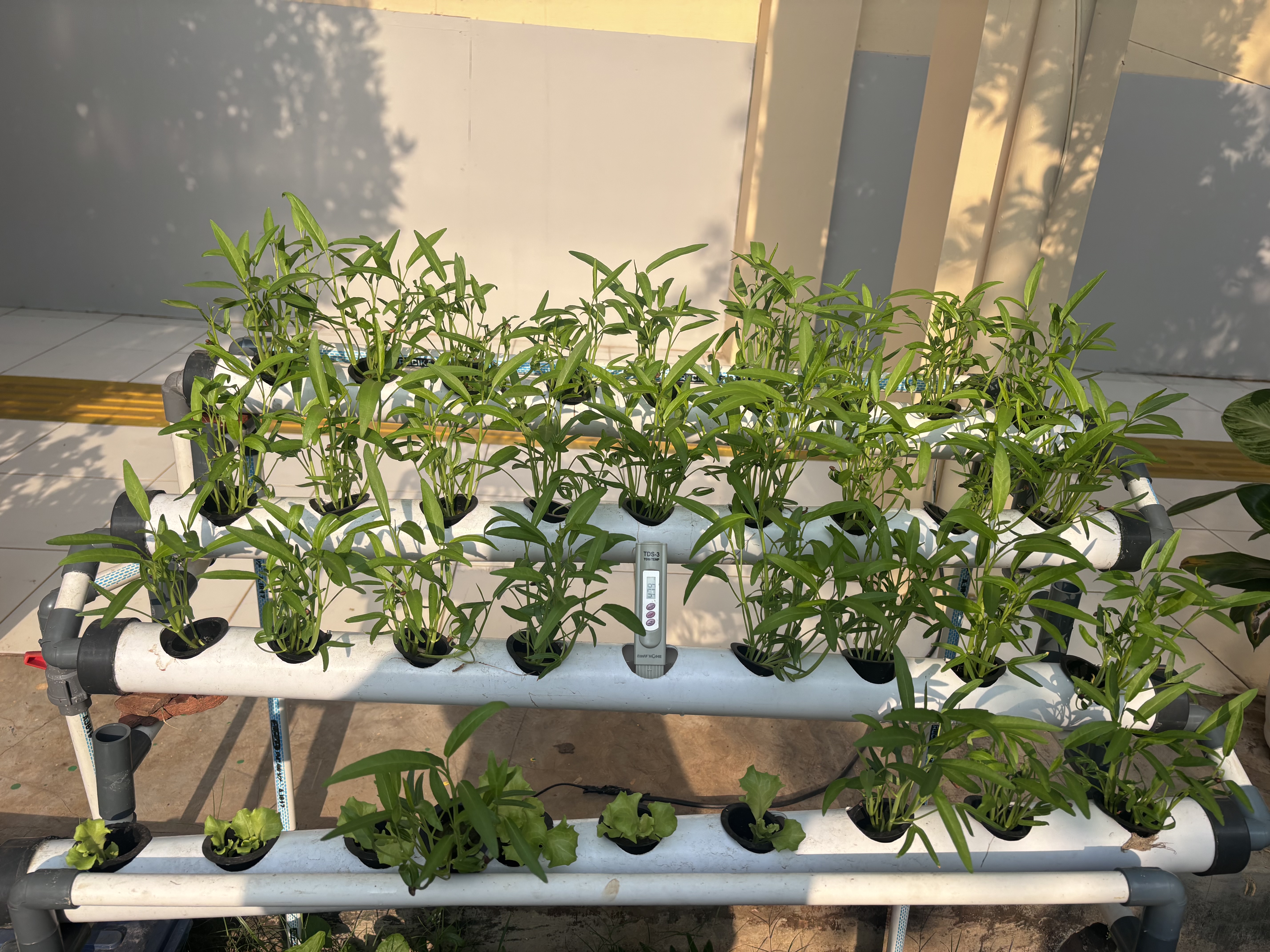Lahan Urban Farming SLB A Pembina Tingkat Nasional - Gambar 77
