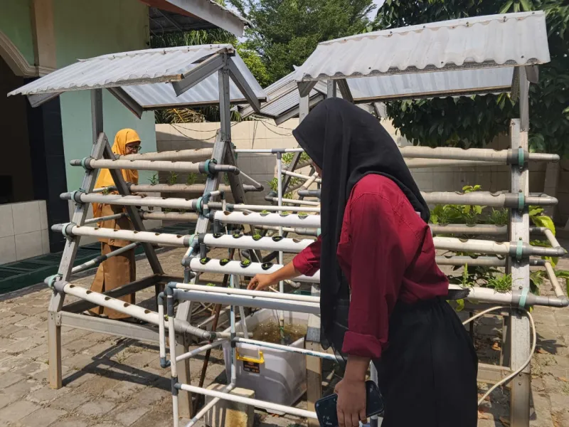 Lahan Urban Farming SMKN 59 Jakarta - Gambar 152