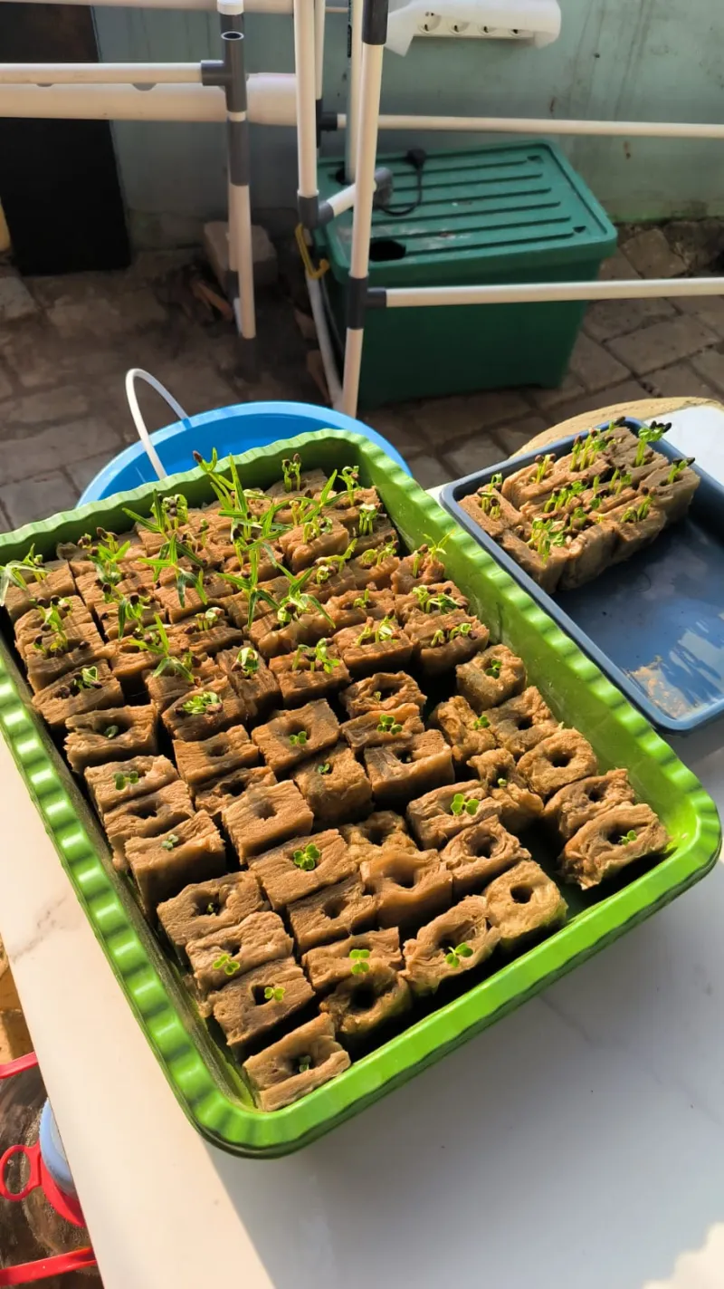 Lahan Urban Farming SMKN 43 Jakarta - Gambar 137