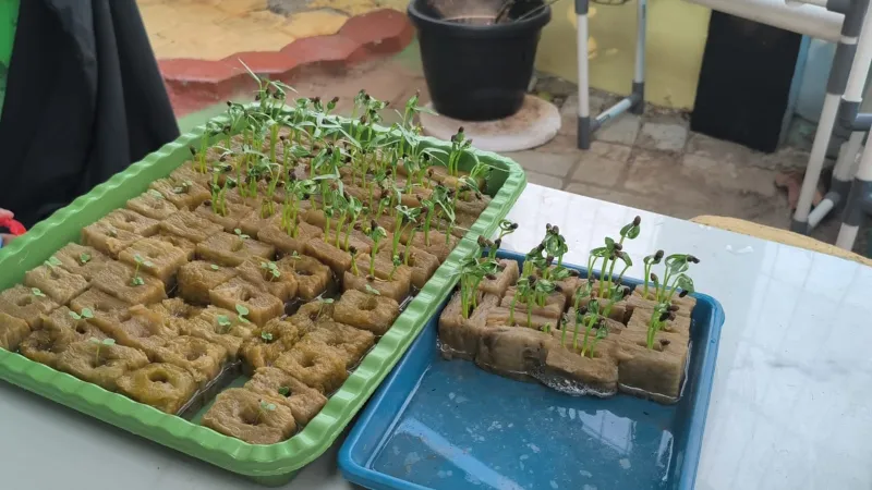 Lahan Urban Farming SMKN 43 Jakarta - Gambar 138
