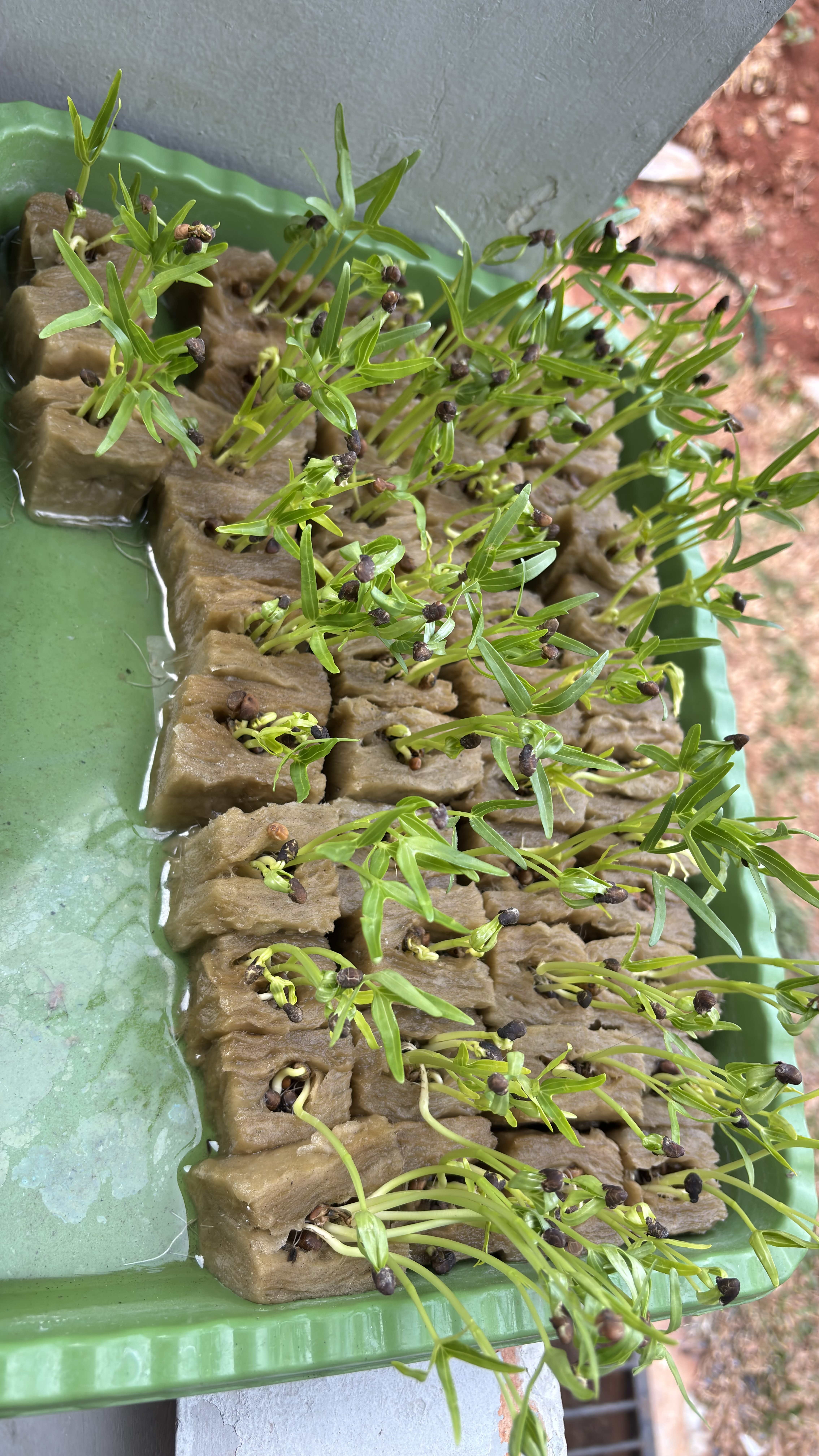 Lahan Urban Farming SMAN 116 Jakarta - Gambar 85