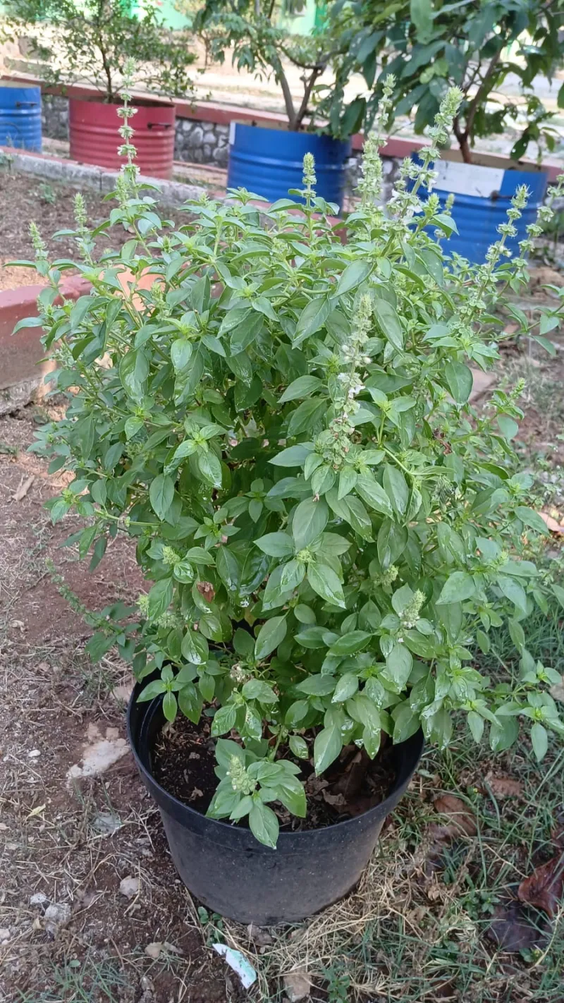 Lahan Urban Farming SMAN 109 Jakarta - Gambar 166