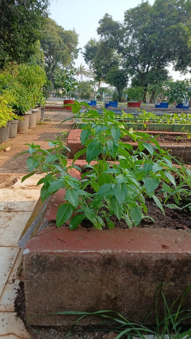 Lahan Urban Farming SMAN 109 Jakarta - Gambar 165