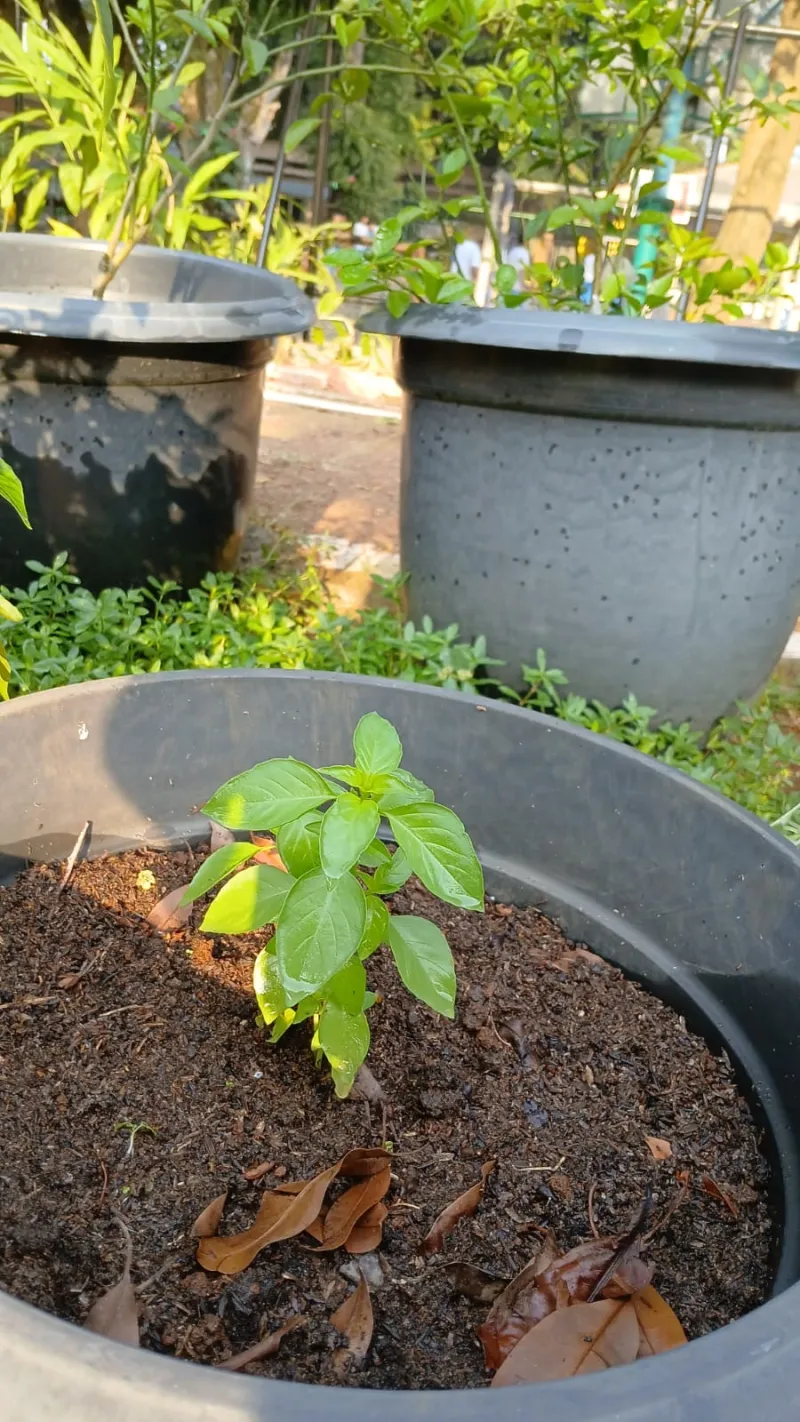 Lahan Urban Farming SMAN 109 Jakarta - Gambar 167
