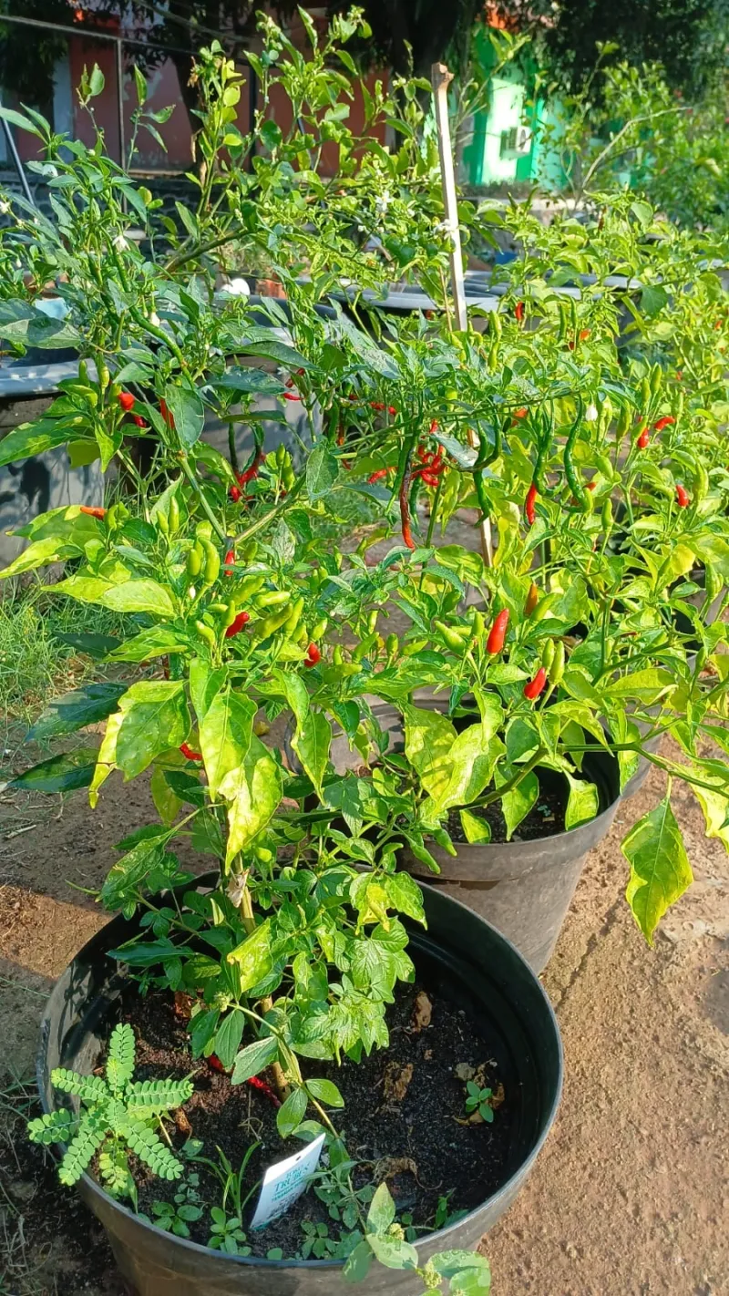 Lahan Urban Farming SMAN 109 Jakarta - Gambar 164