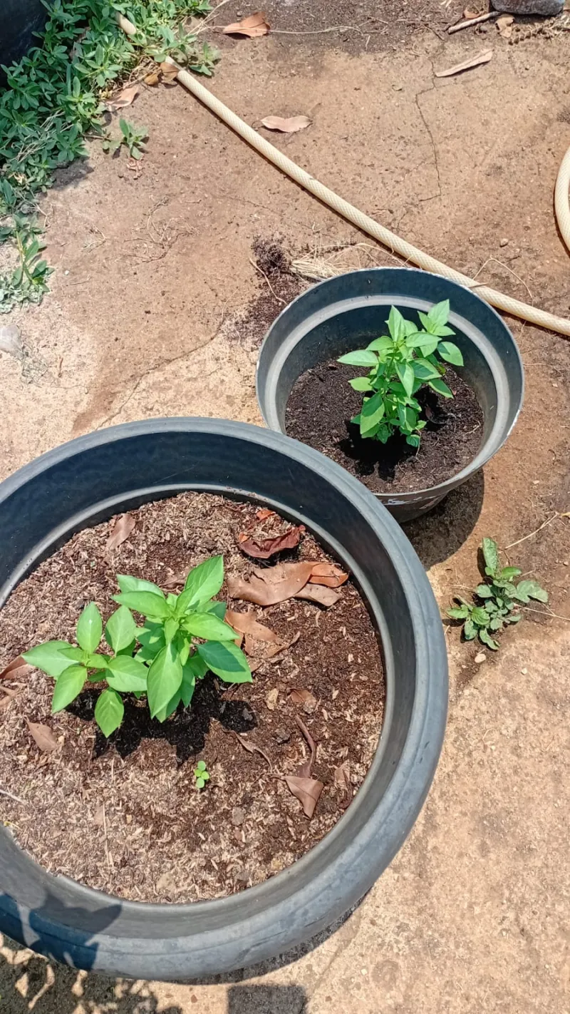 Lahan Urban Farming SMAN 109 Jakarta - Gambar 163