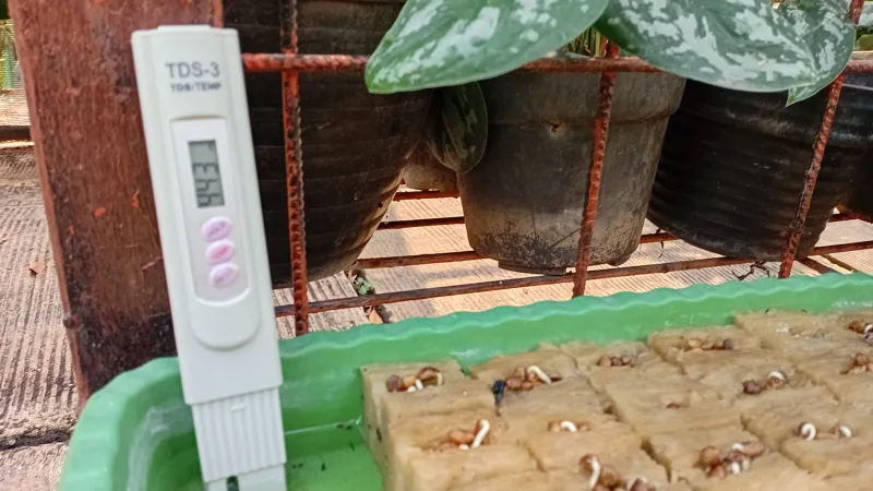 Lahan Urban Farming SMAN 109 Jakarta - Gambar 162