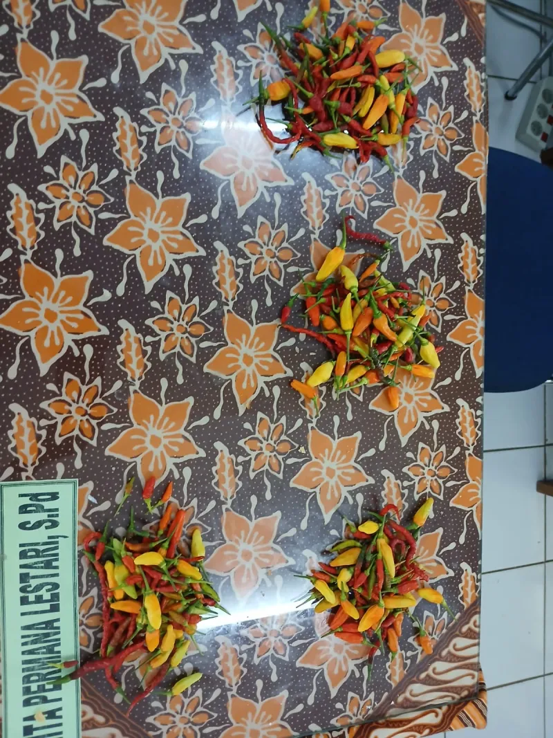 Lahan Urban Farming SMAN 109 Jakarta - Gambar 160