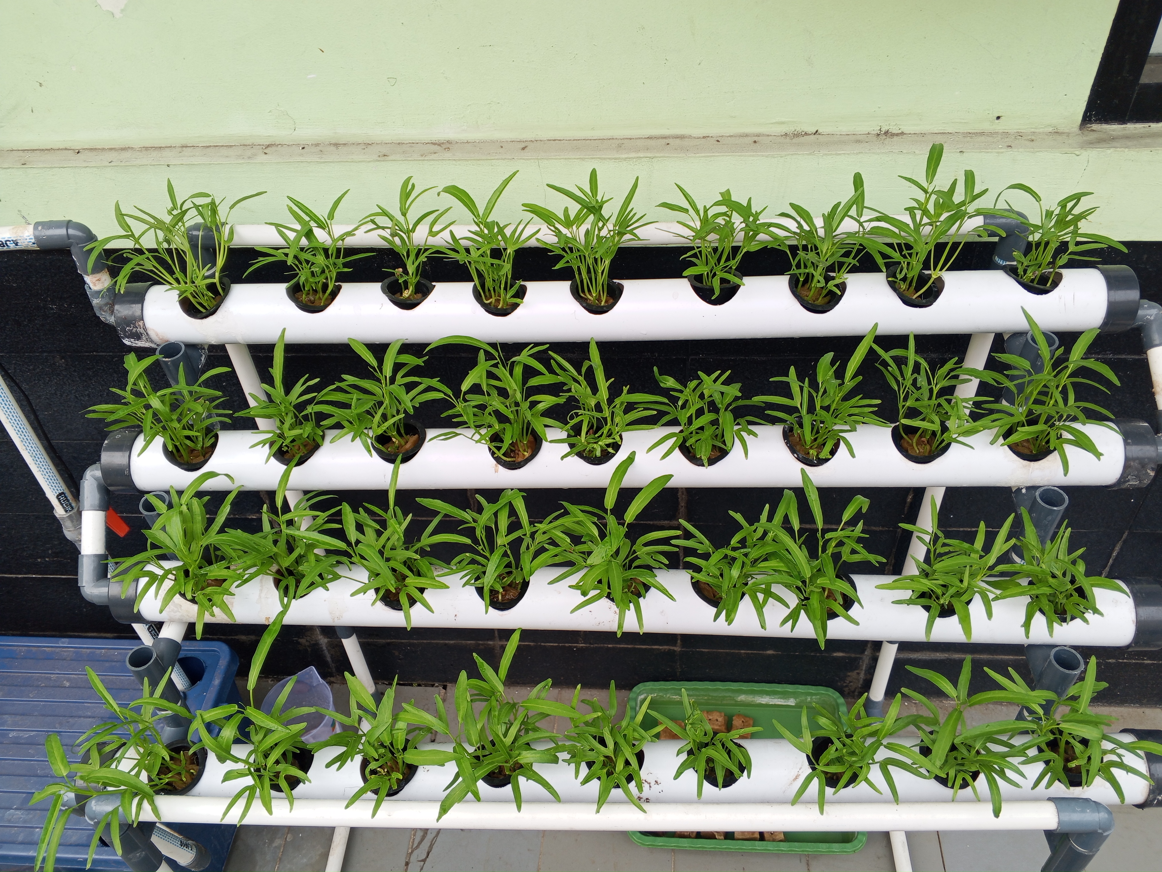 Lahan Urban Farming SMKN 20 Jakarta - Gambar 75