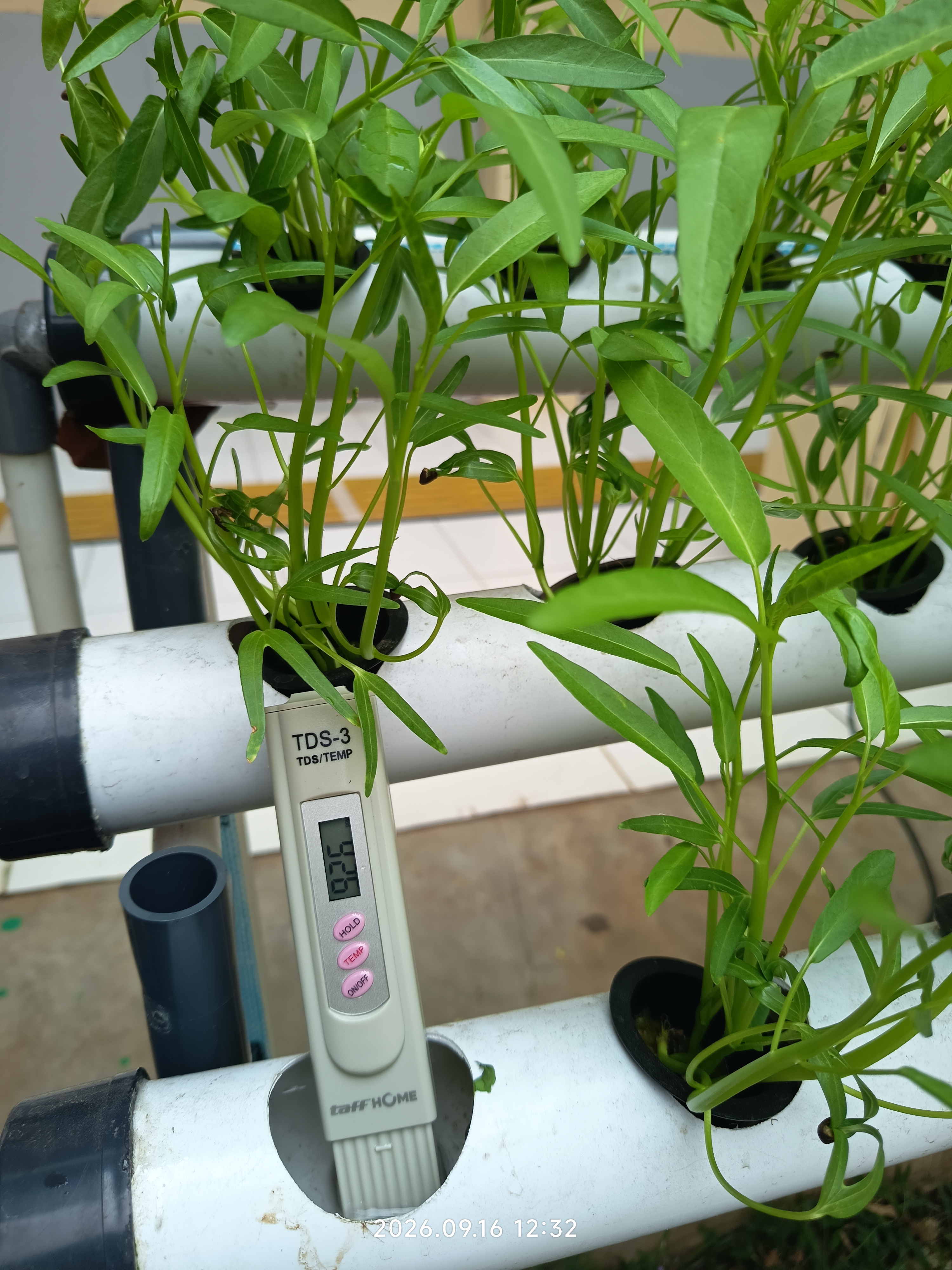 Lahan Urban Farming SLB A Pembina Tingkat Nasional - Gambar 74