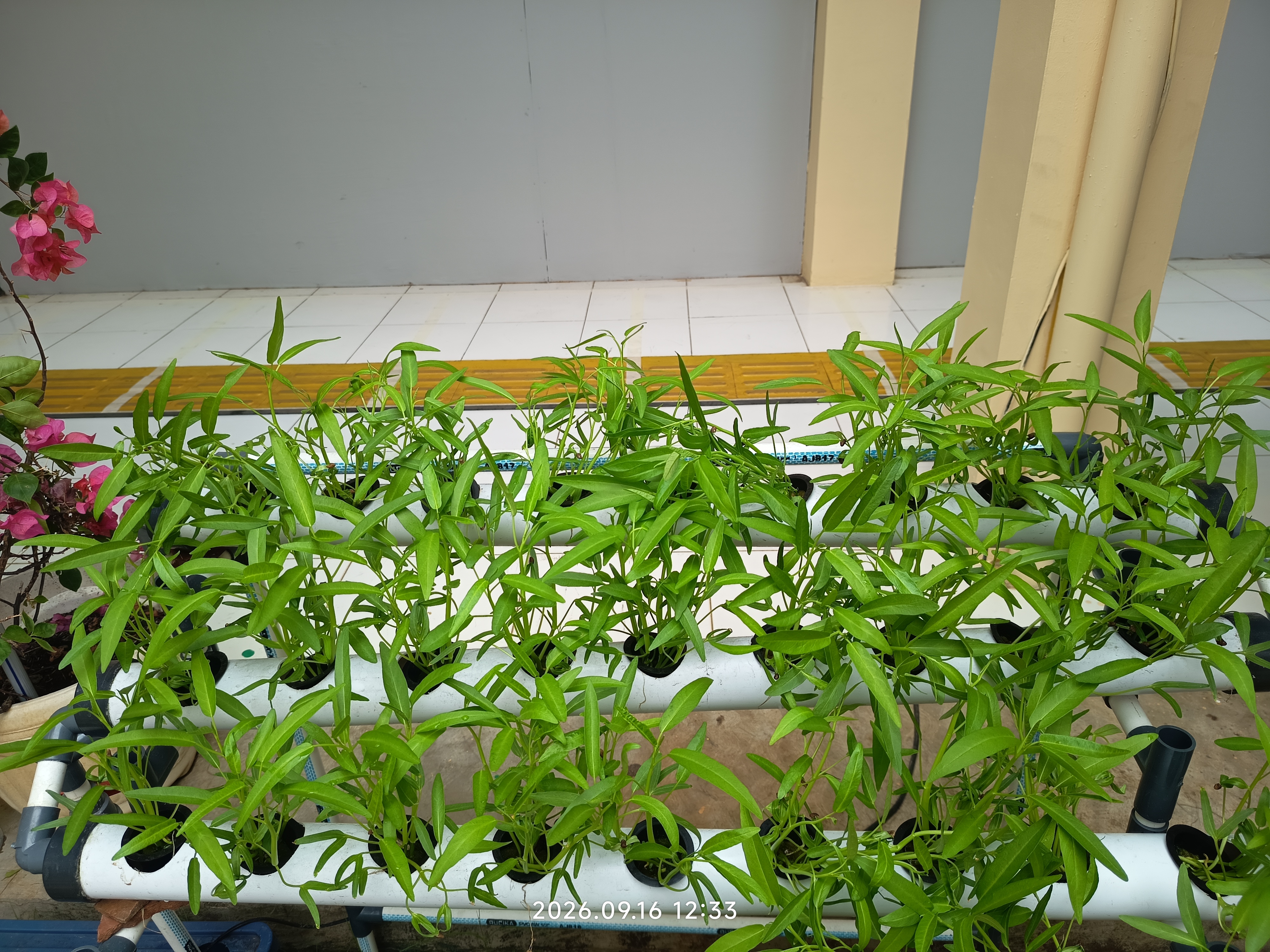 Lahan Urban Farming SLB A Pembina Tingkat Nasional - Gambar 75