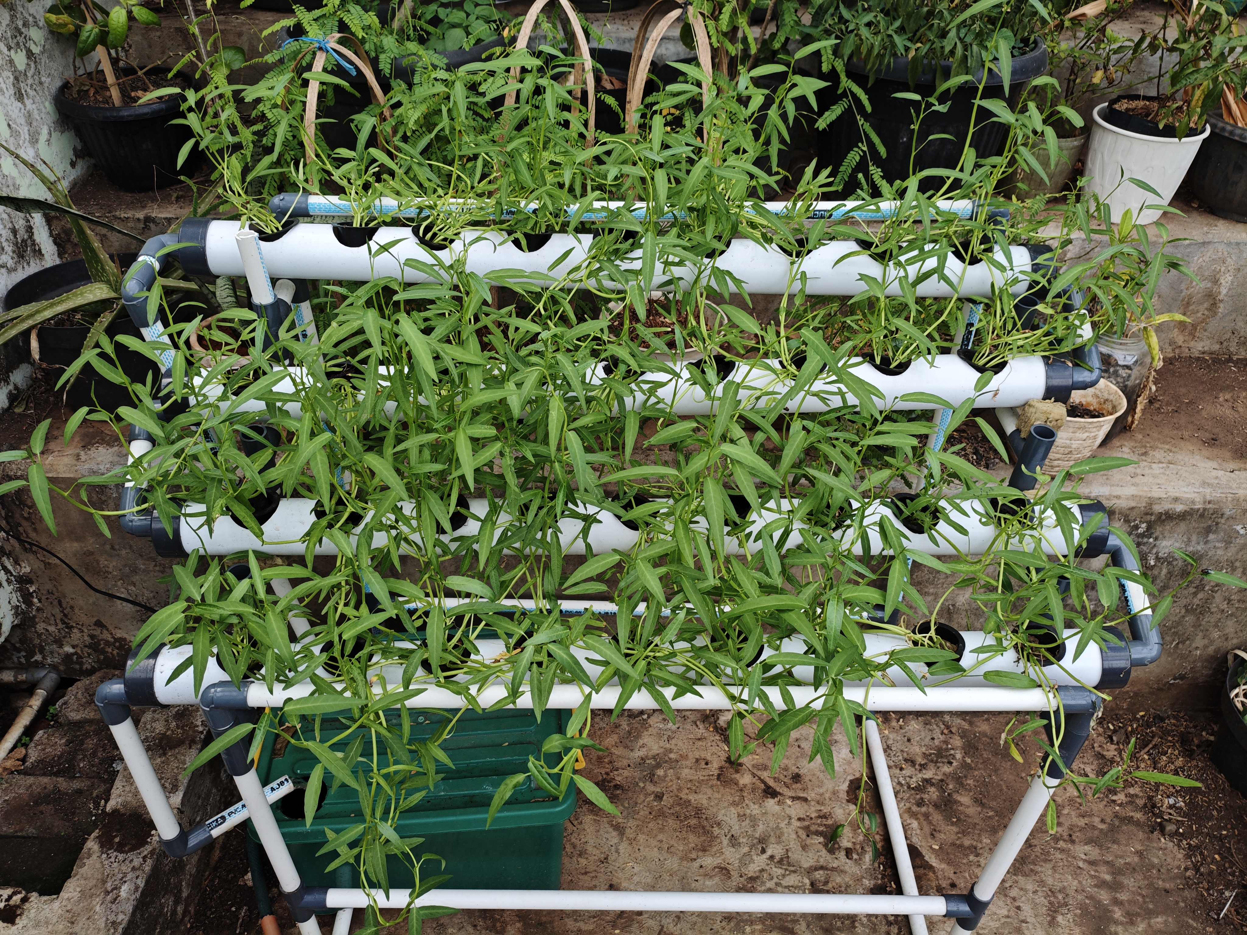 Lahan Urban Farming SMAN 63 Jakarta - Gambar 55
