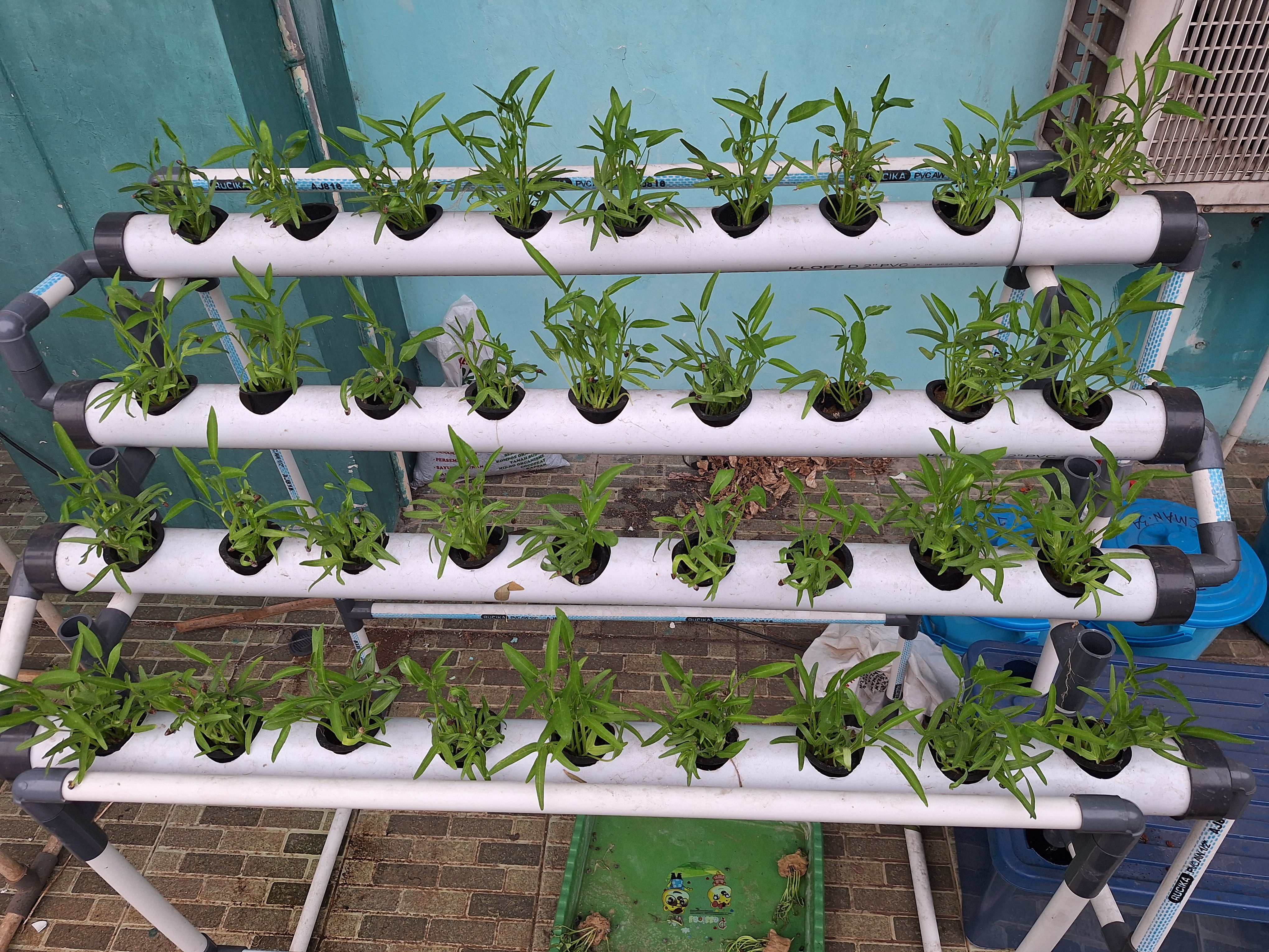 Lahan Urban Farming SMAN 34 Jakarta - Gambar 44
