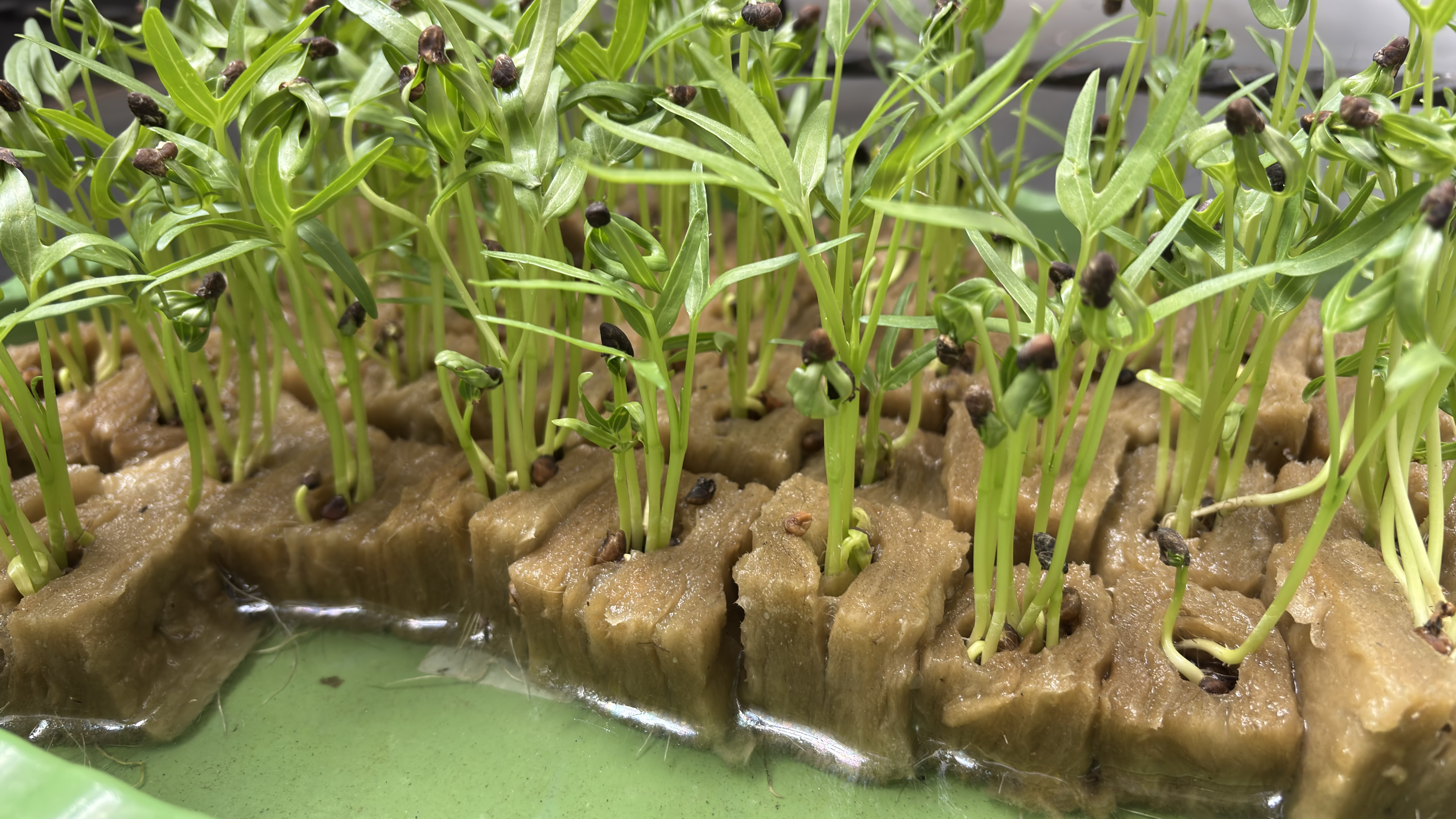 Lahan Urban Farming SMAN 116 Jakarta - Gambar 82