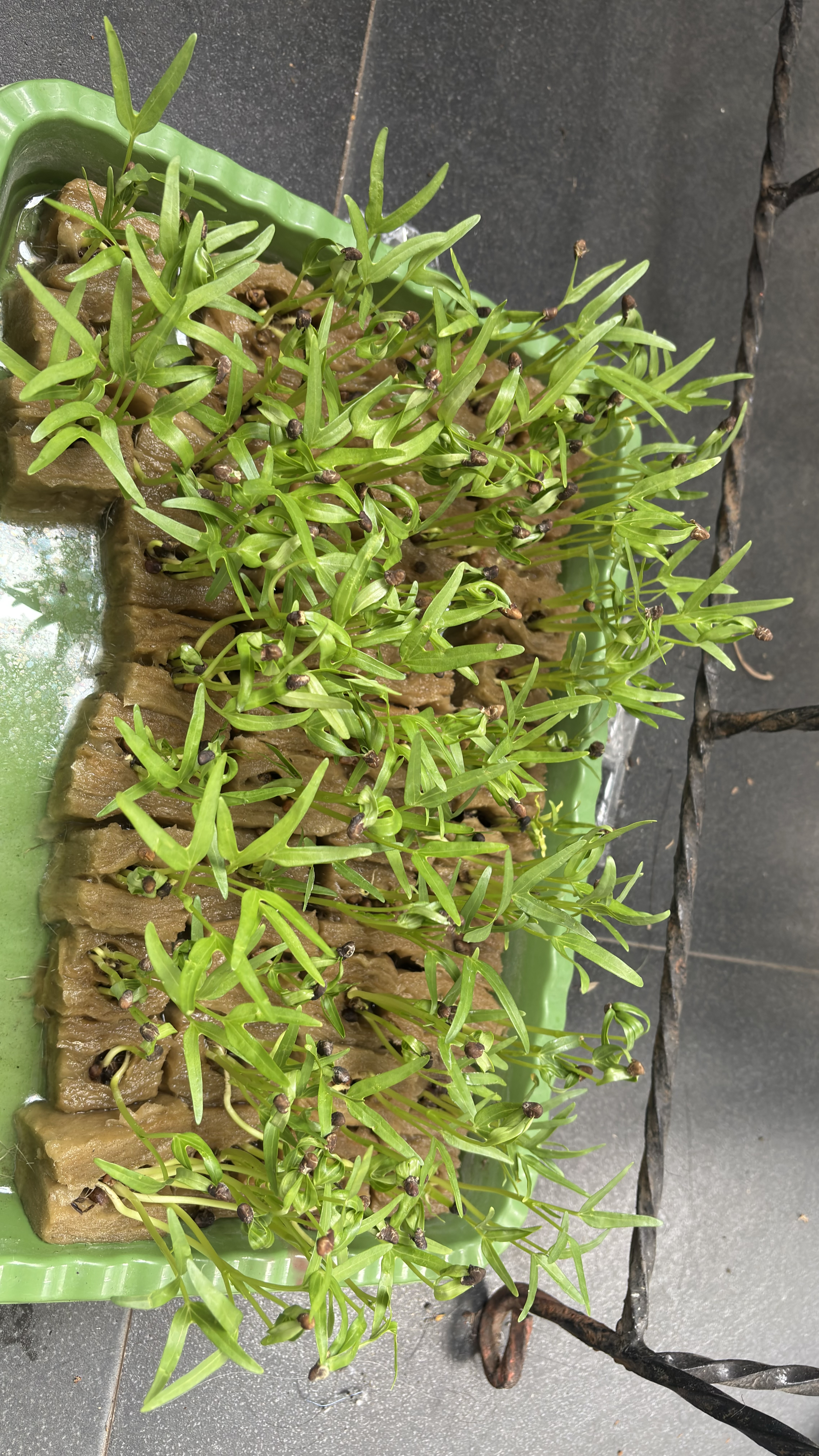 Lahan Urban Farming SMAN 116 Jakarta - Gambar 81